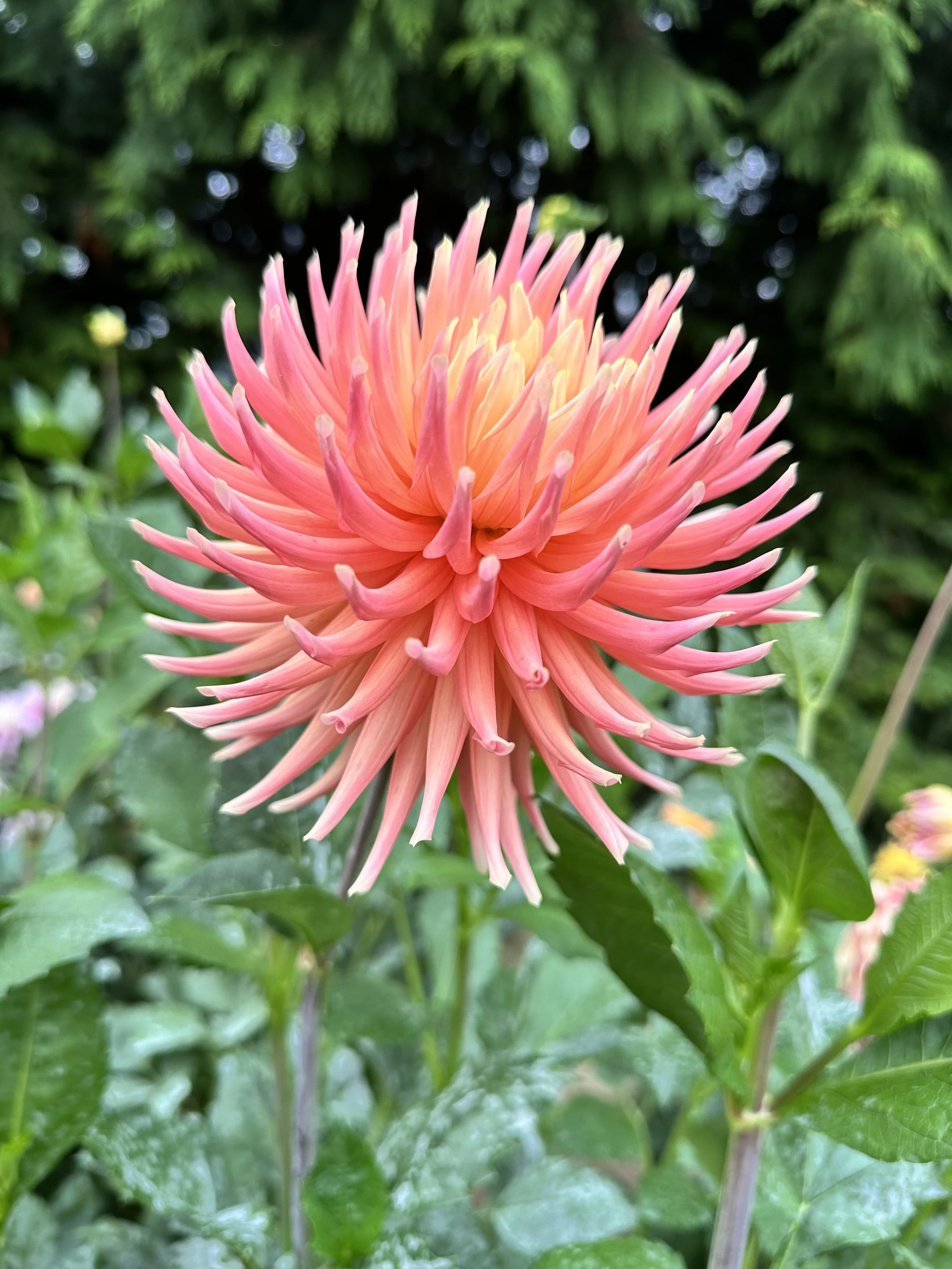 Hollyhill Peachy Keen