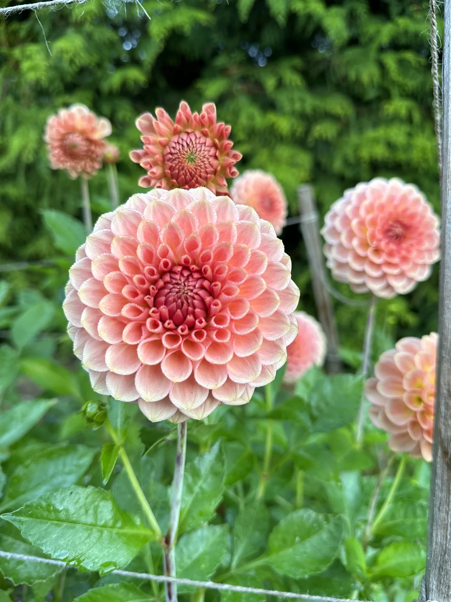 Decorative — Kale Lane Dahlias