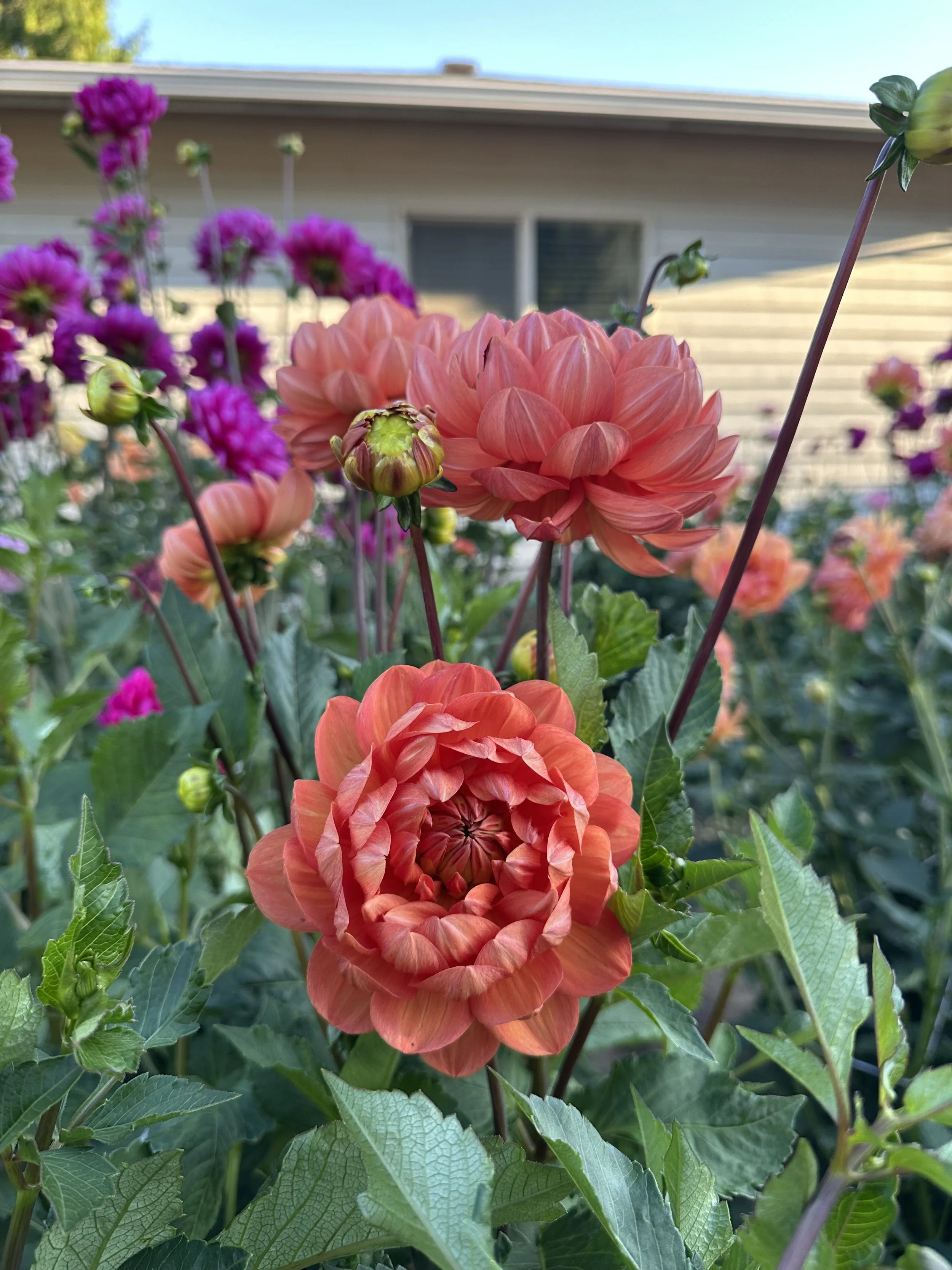 Hollyhill Sophia 2 1.jpeg