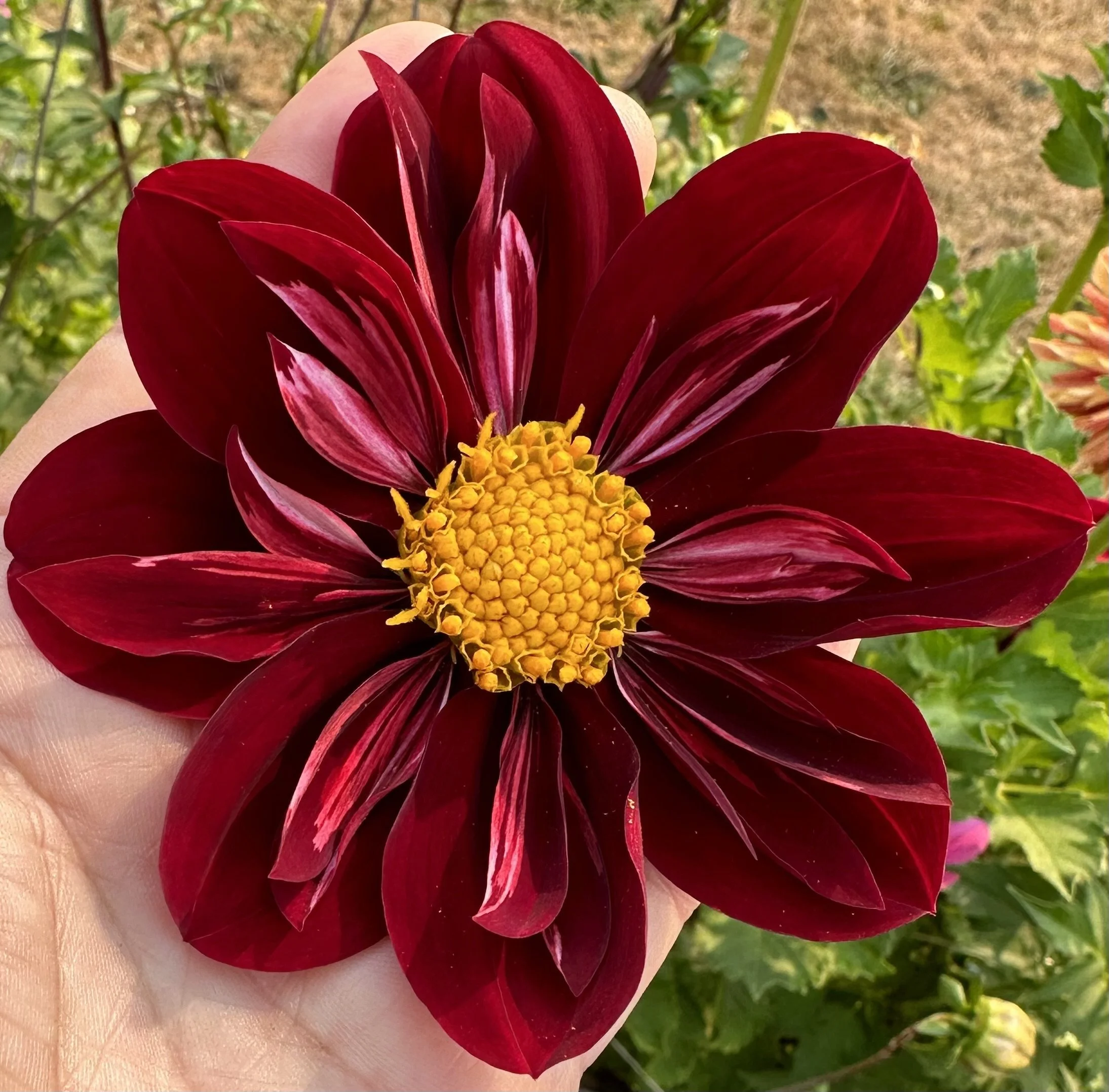 Molly's Ruby Slippers