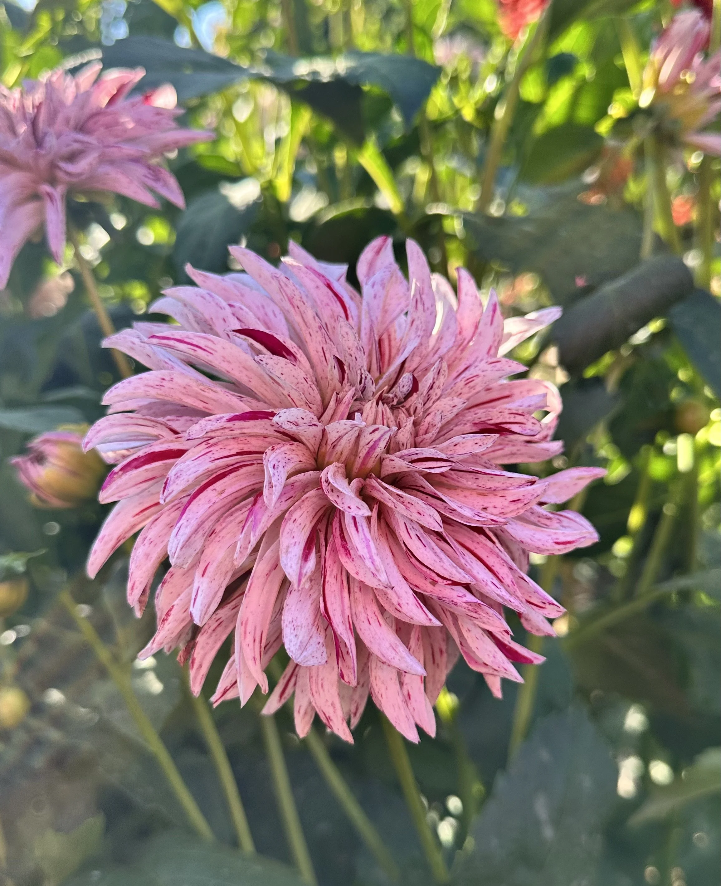 GG's Peppermint 2025 New Intro LIMIT ONE