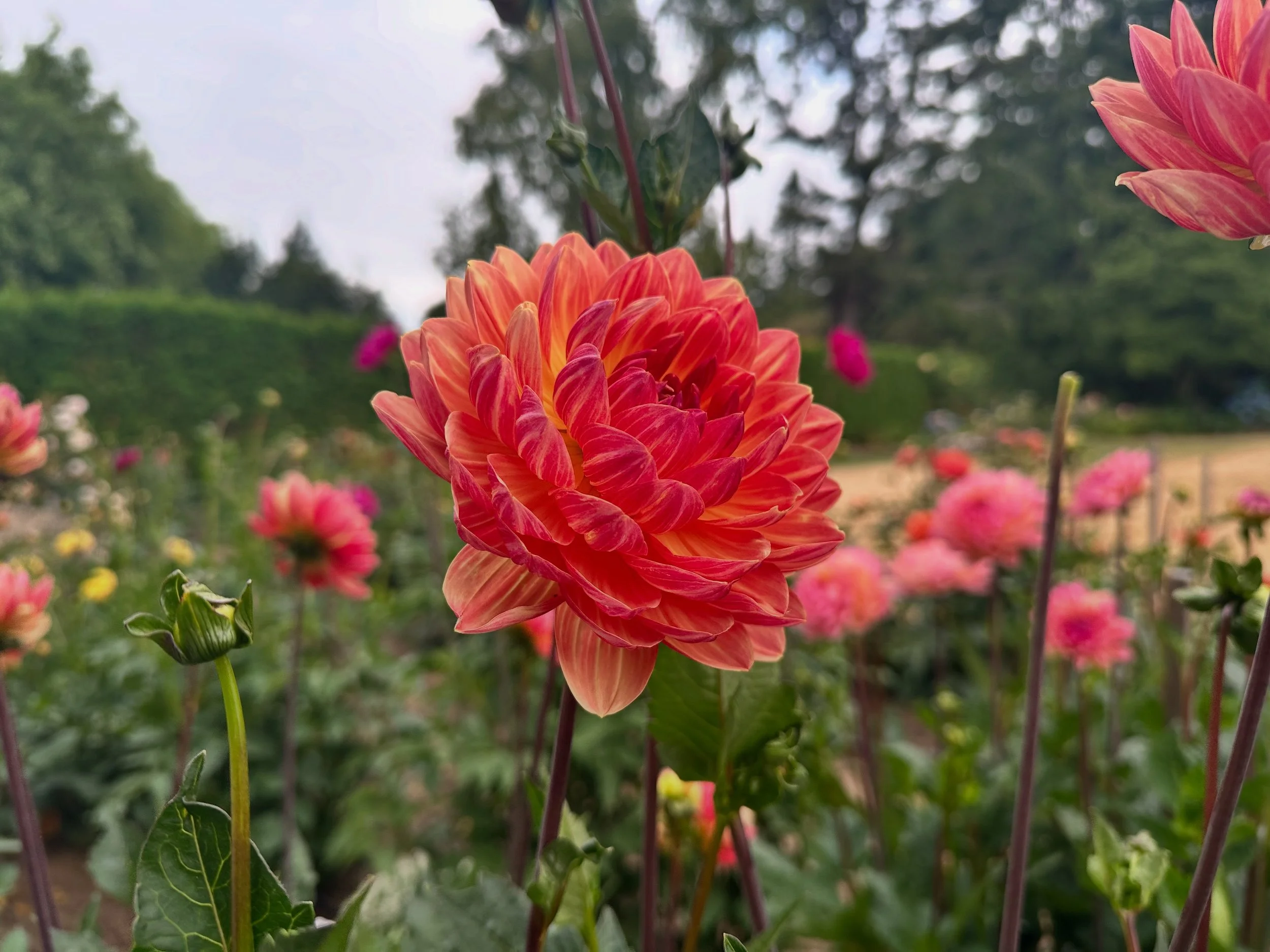 Sandia Marmalade 1.JPG