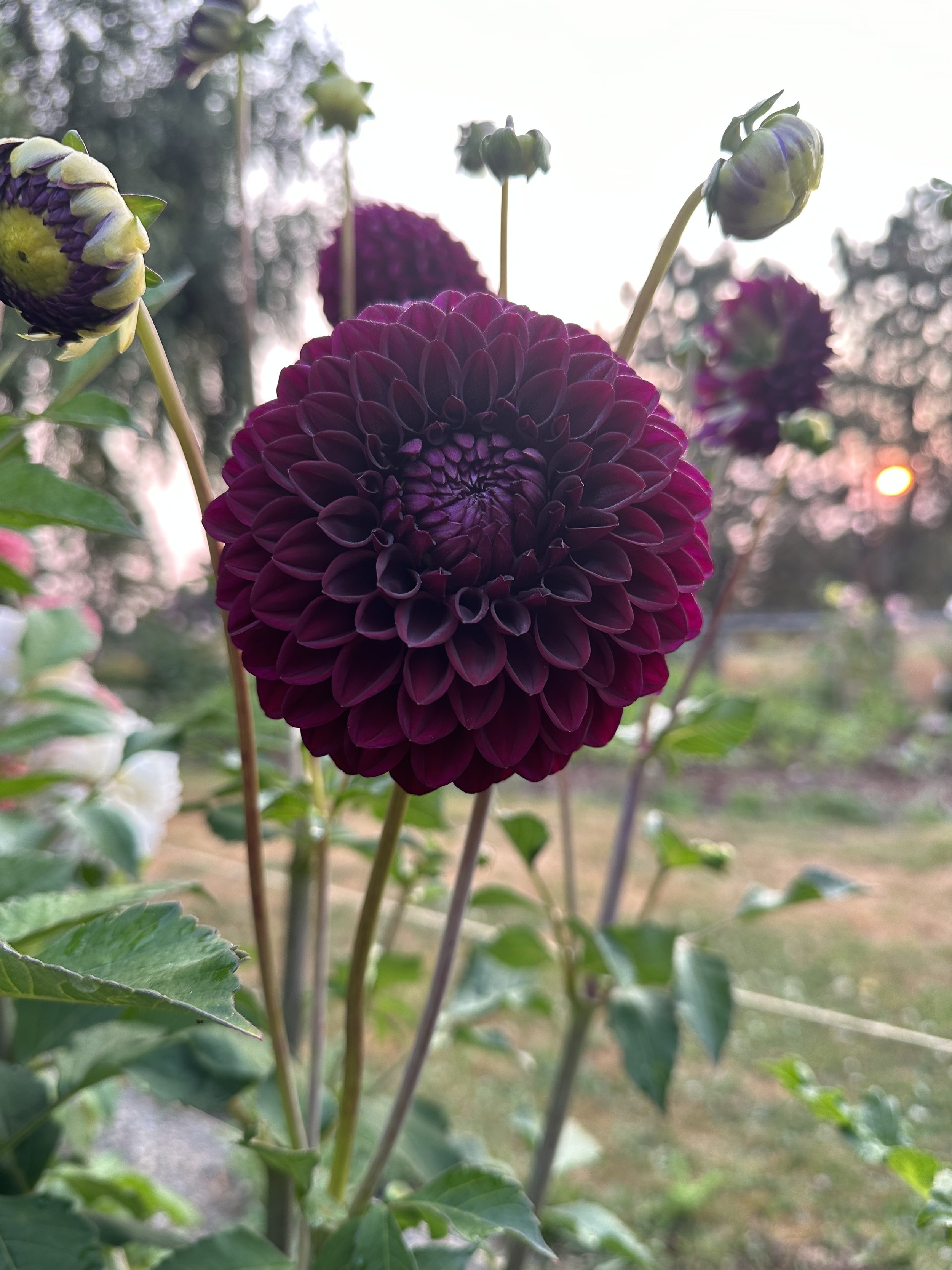Decorative — Kale Lane Dahlias