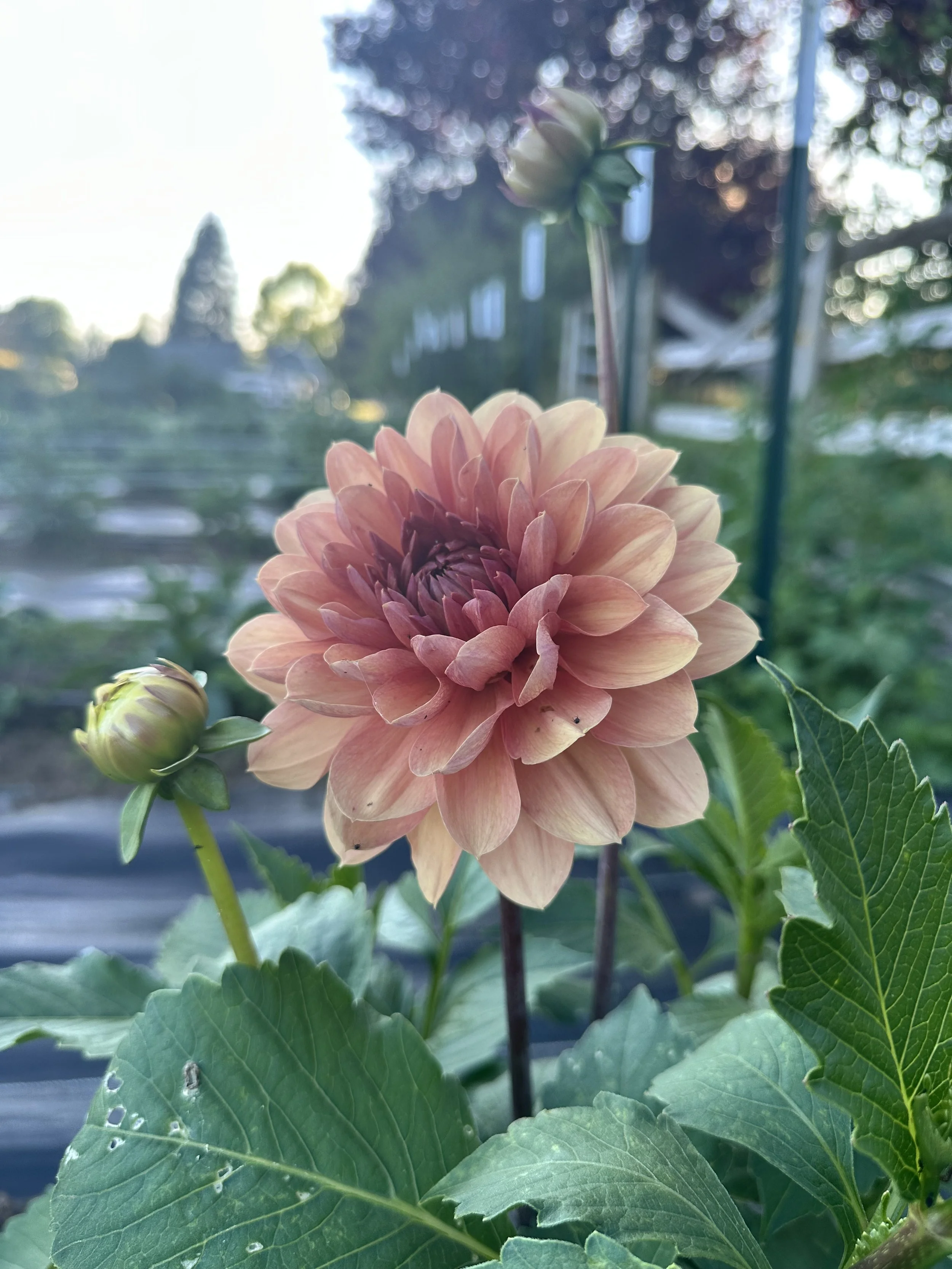 Chateau de la Bor.jpeg