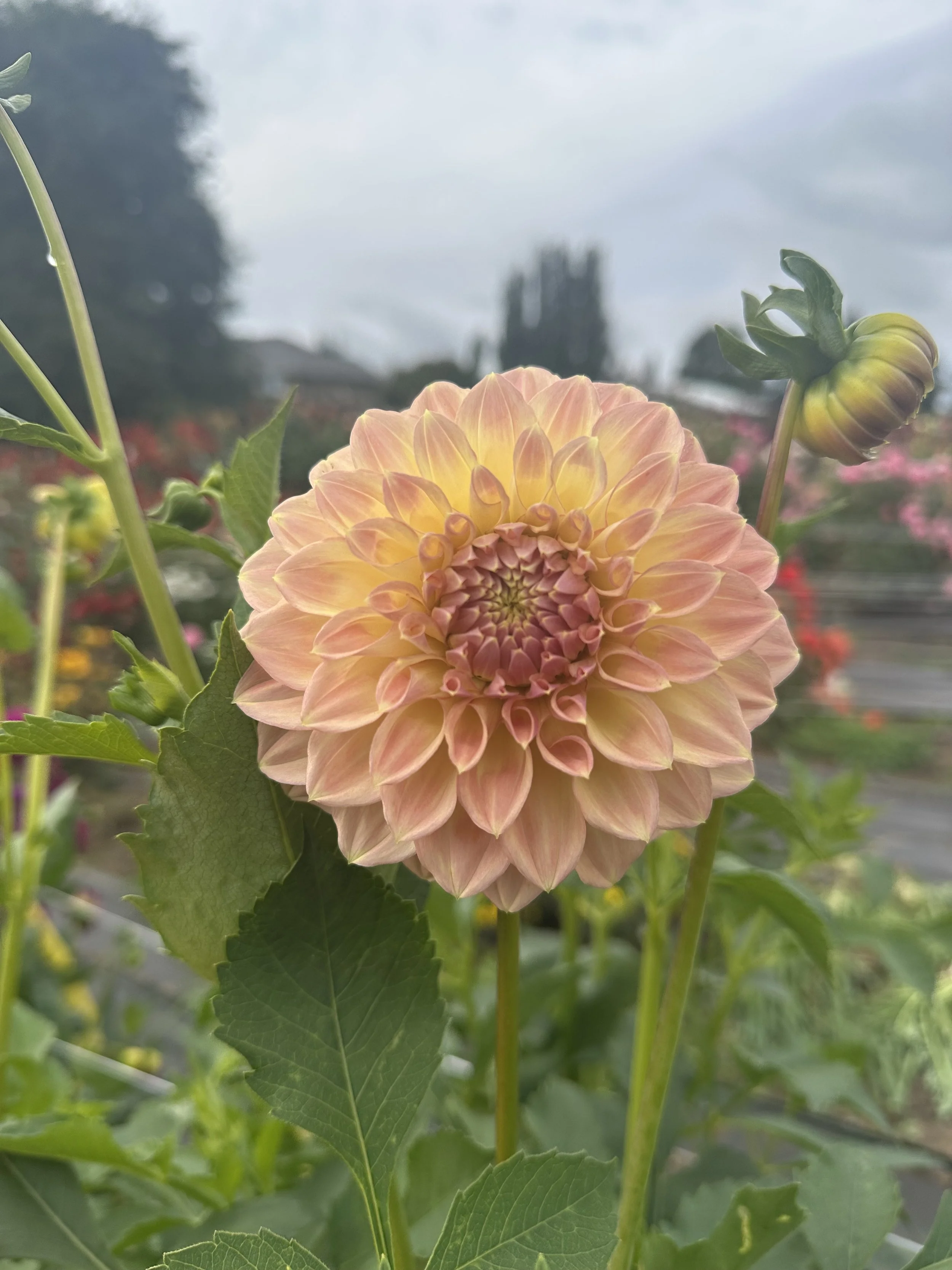 Coorabell Moonglow.jpeg