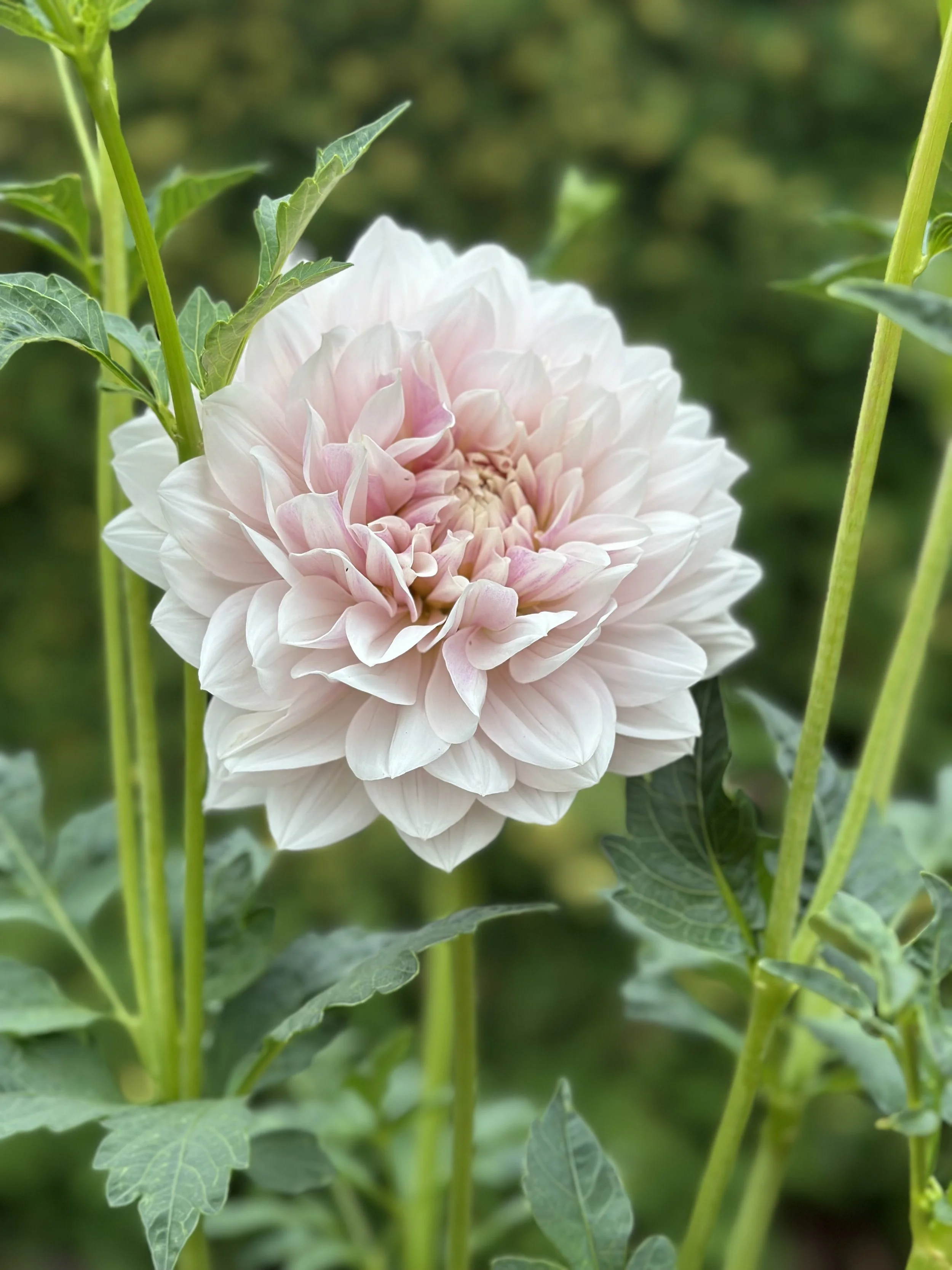 Hollyhill Snow Queen Cutting