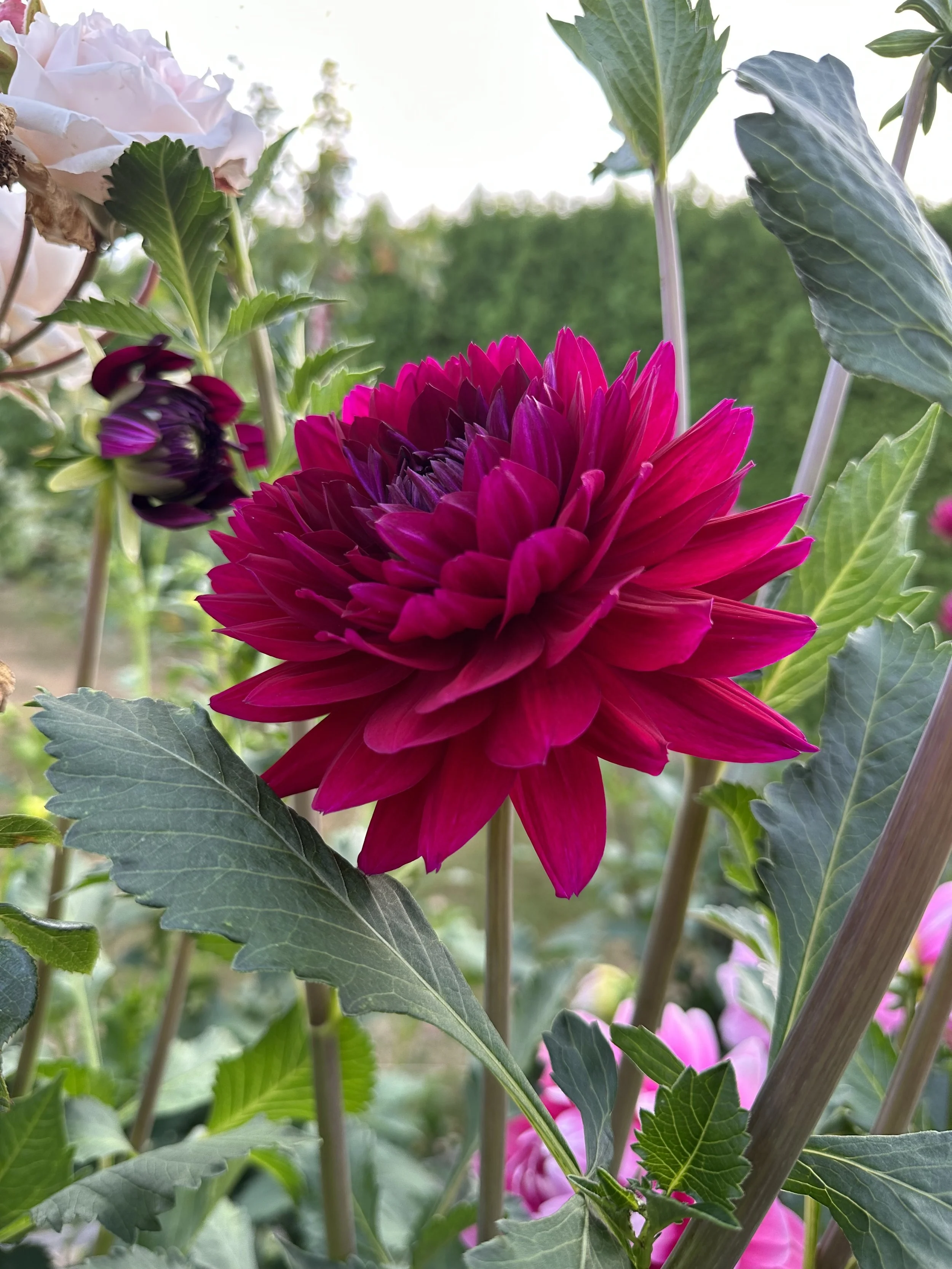 Hollyhill Black Beauty.jpeg