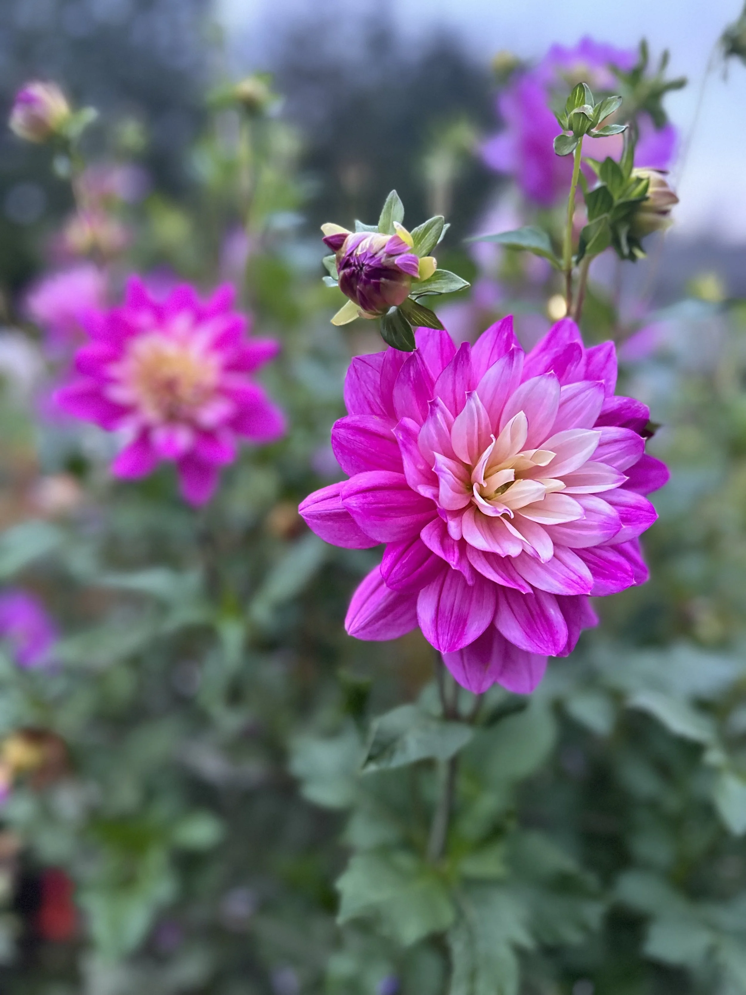 Hollyhill Pink Martini