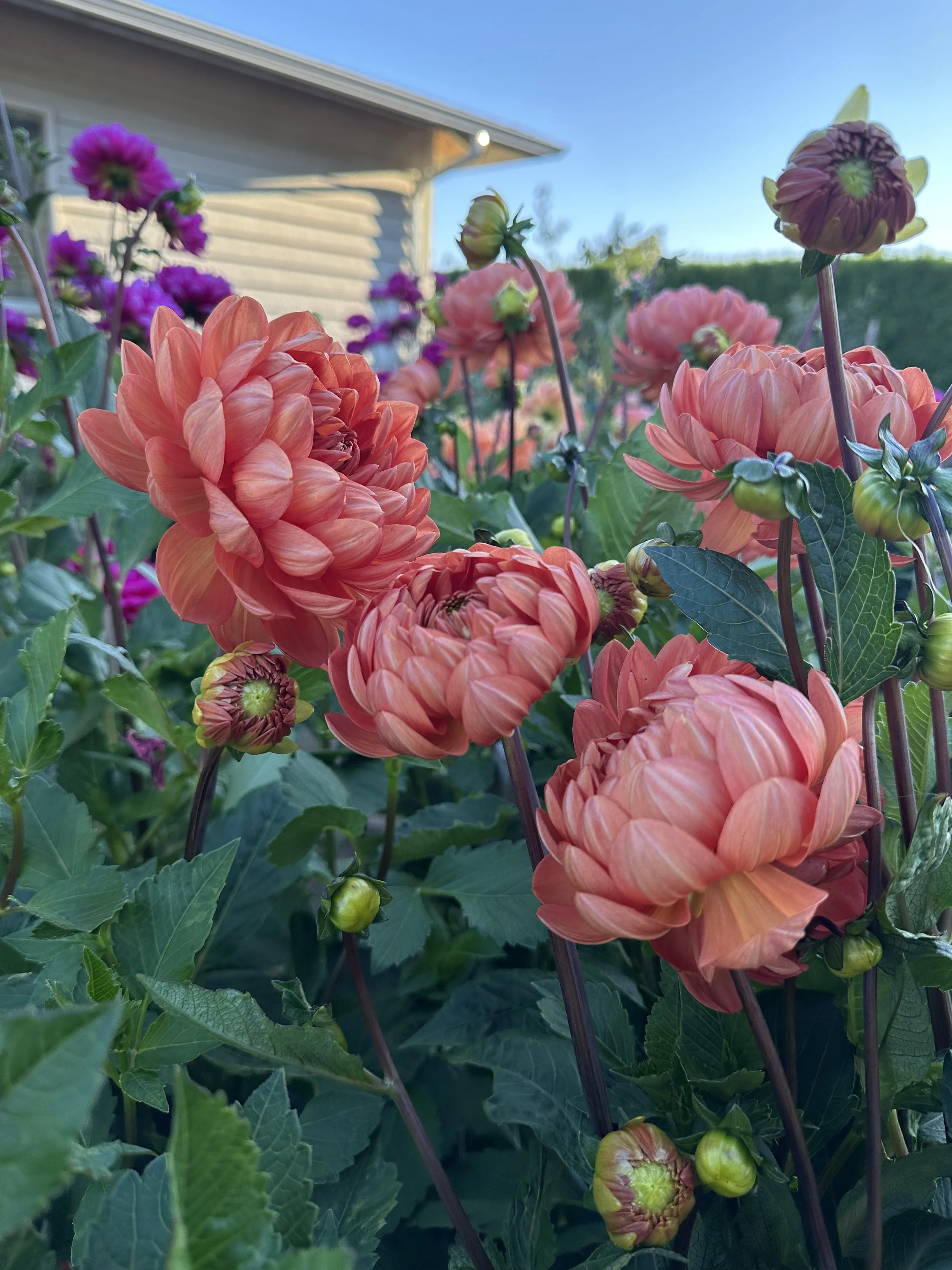 Hollyhill Sophia 2 2.jpeg