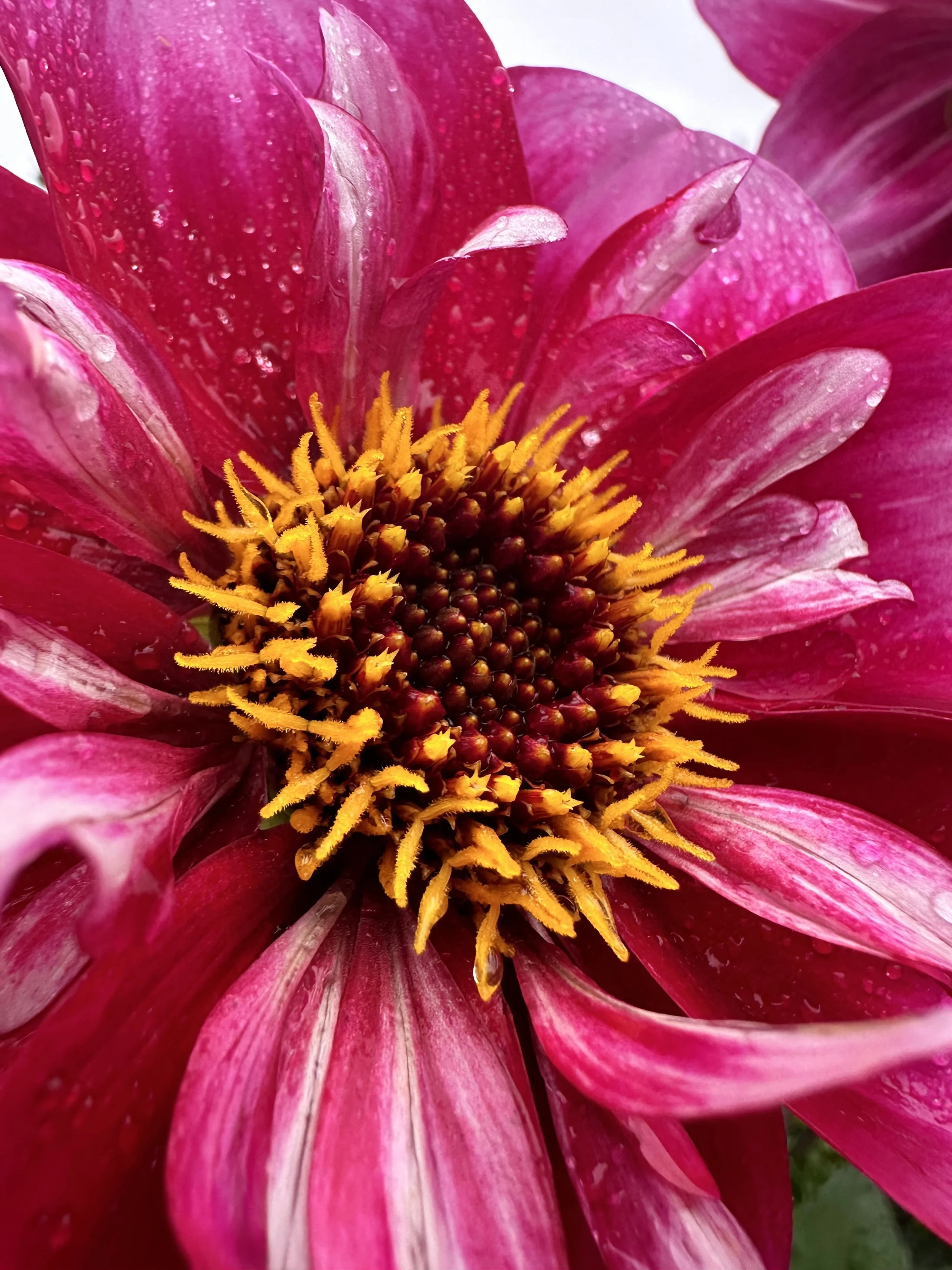 Molly's Paparazzi LIMIT ONE