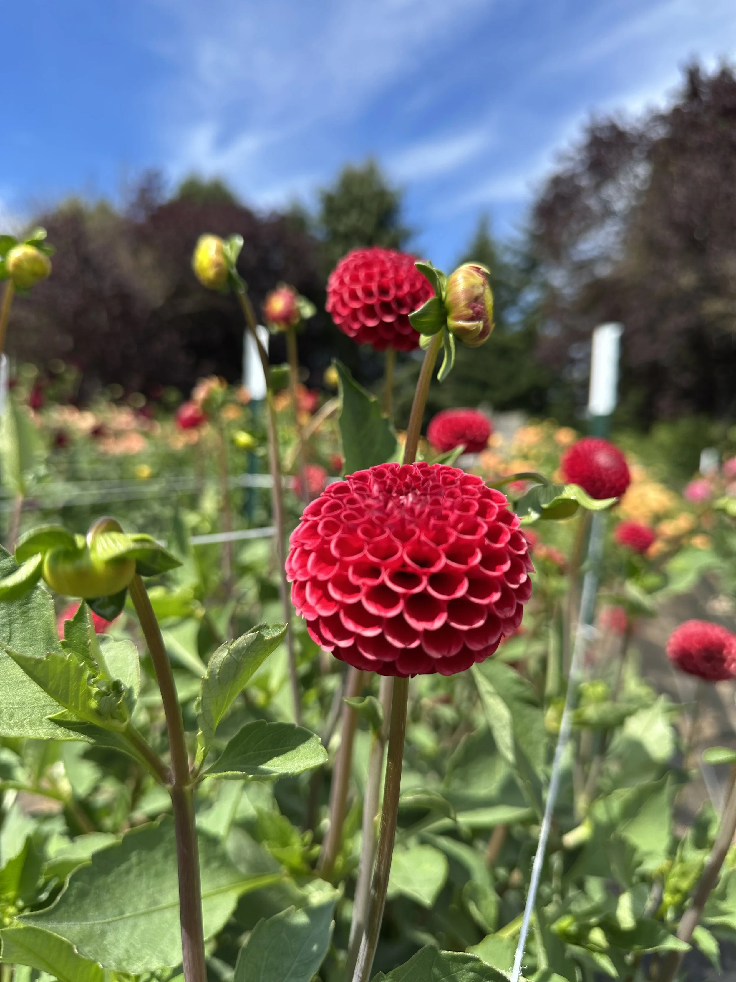 SB's KAs Choice.jpeg