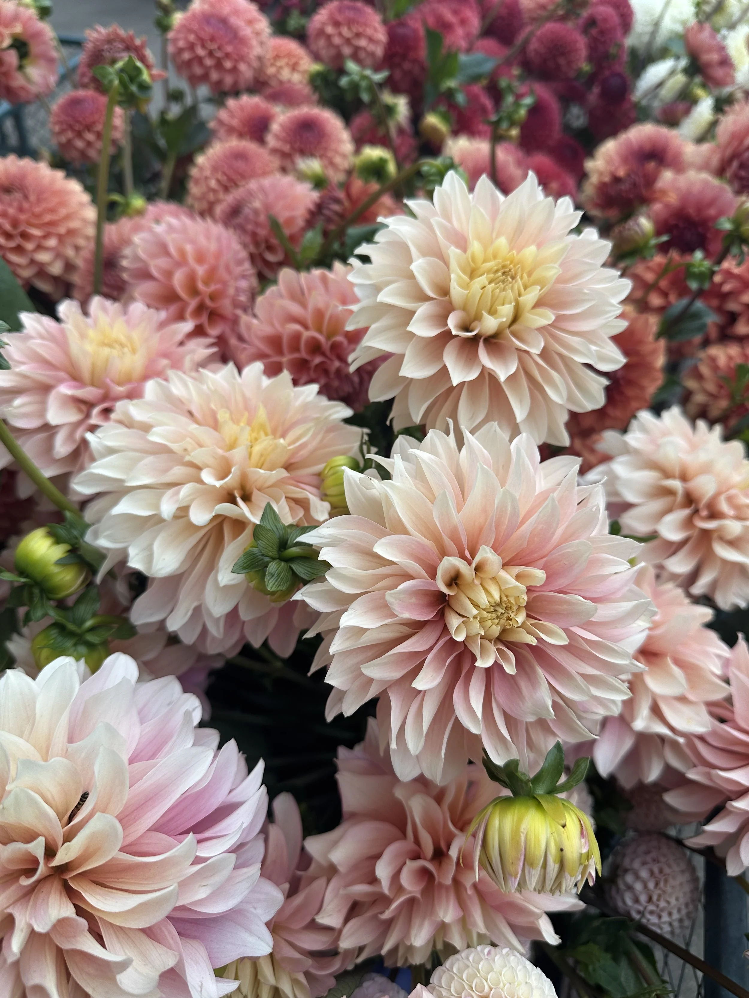 Misfit Antique 2.jpeg