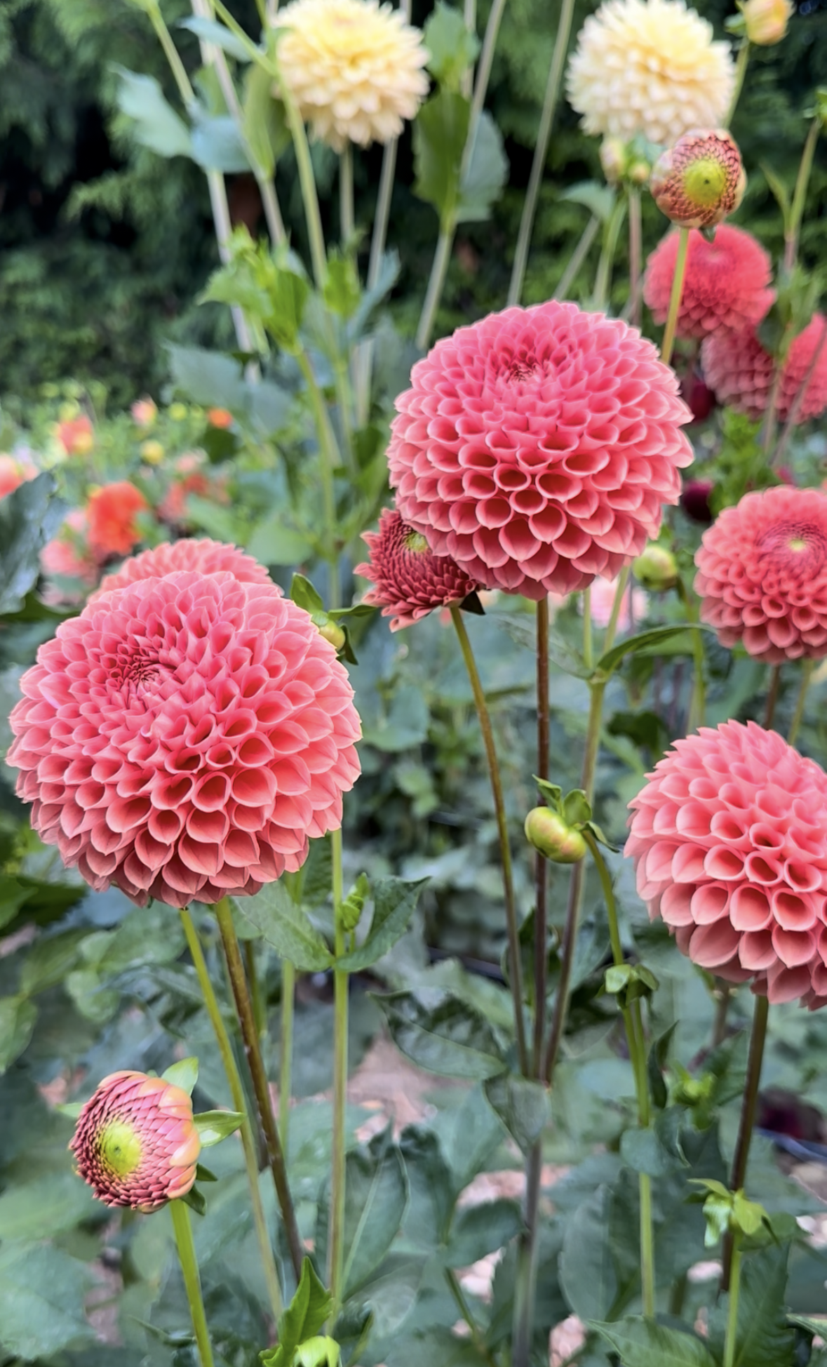 View recent photos 2.png