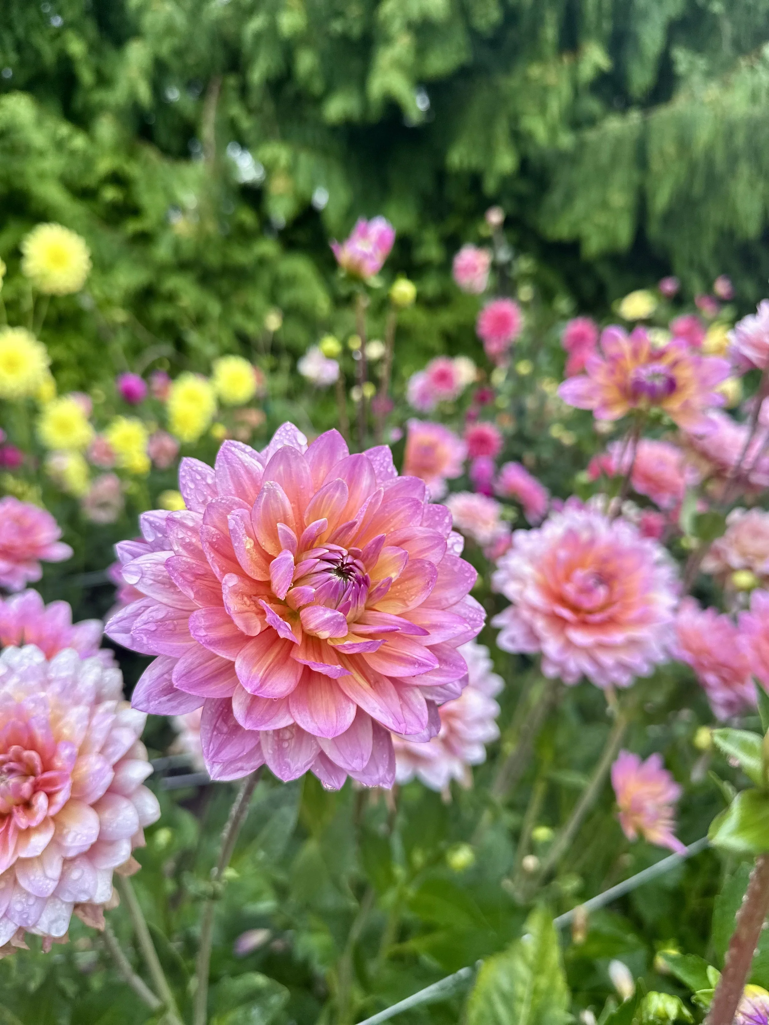 Molly's Carolyn 5.jpeg