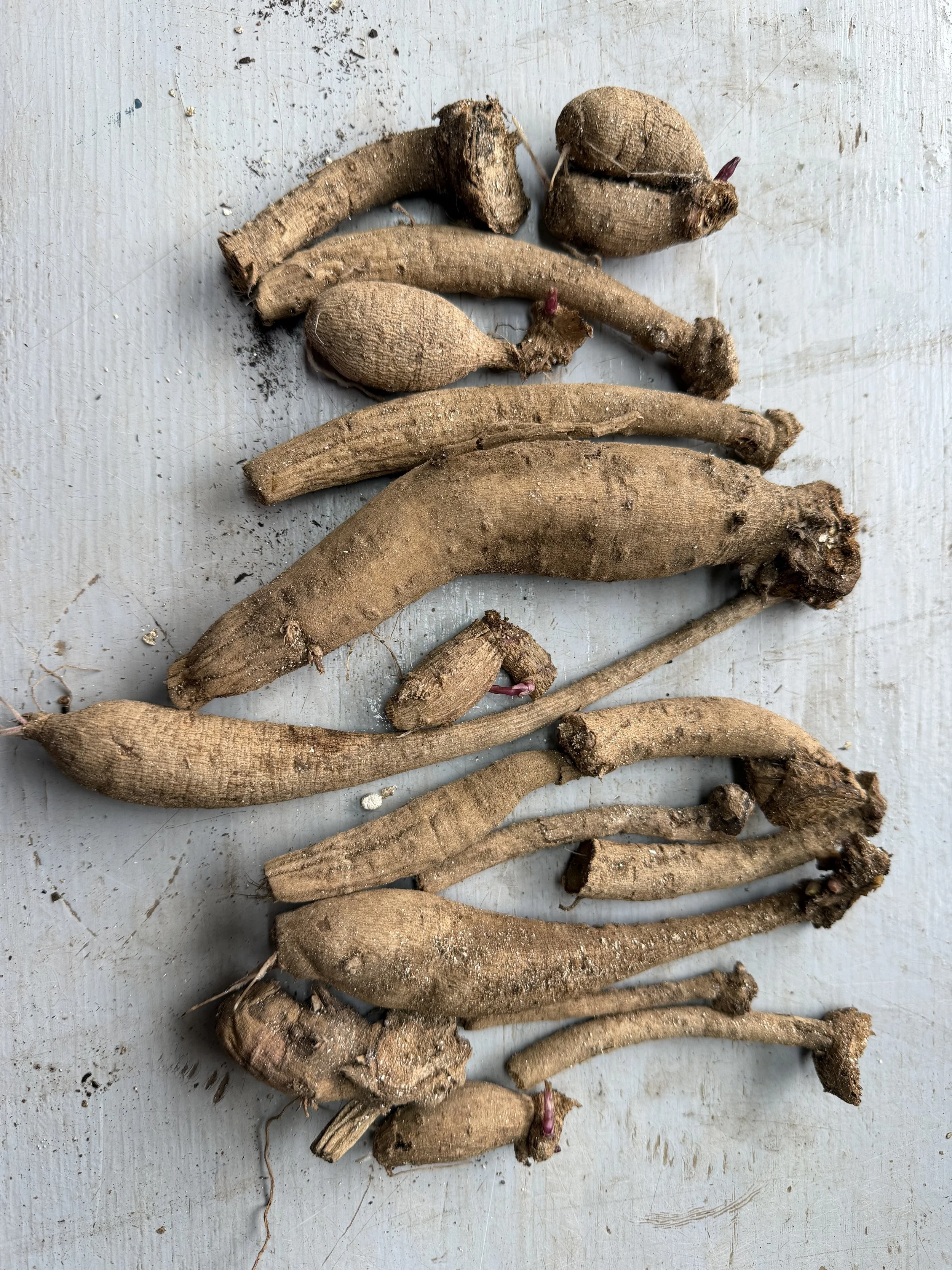 HoneyGold runts.jpeg