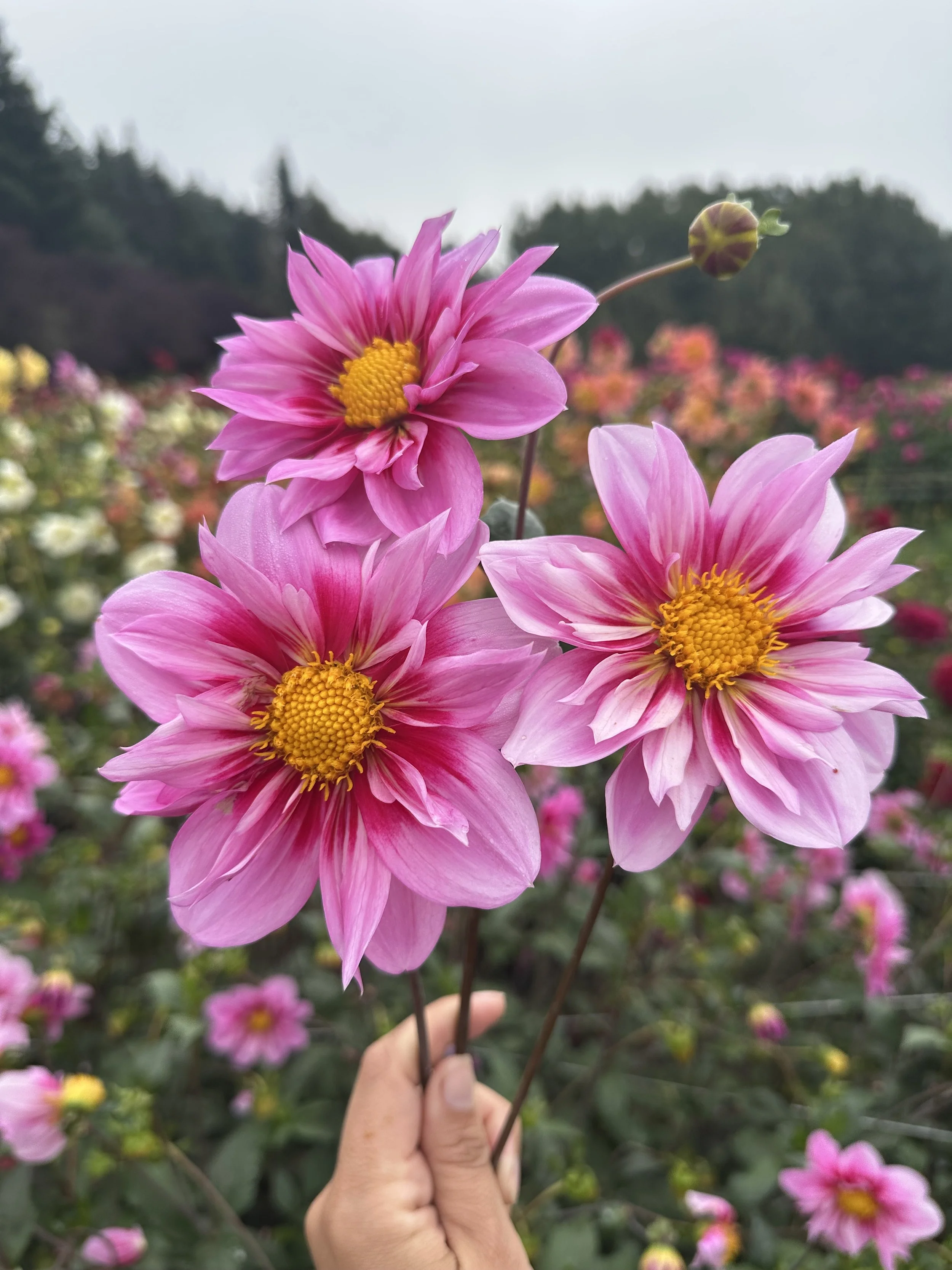 Molly's WHimsy2.jpeg