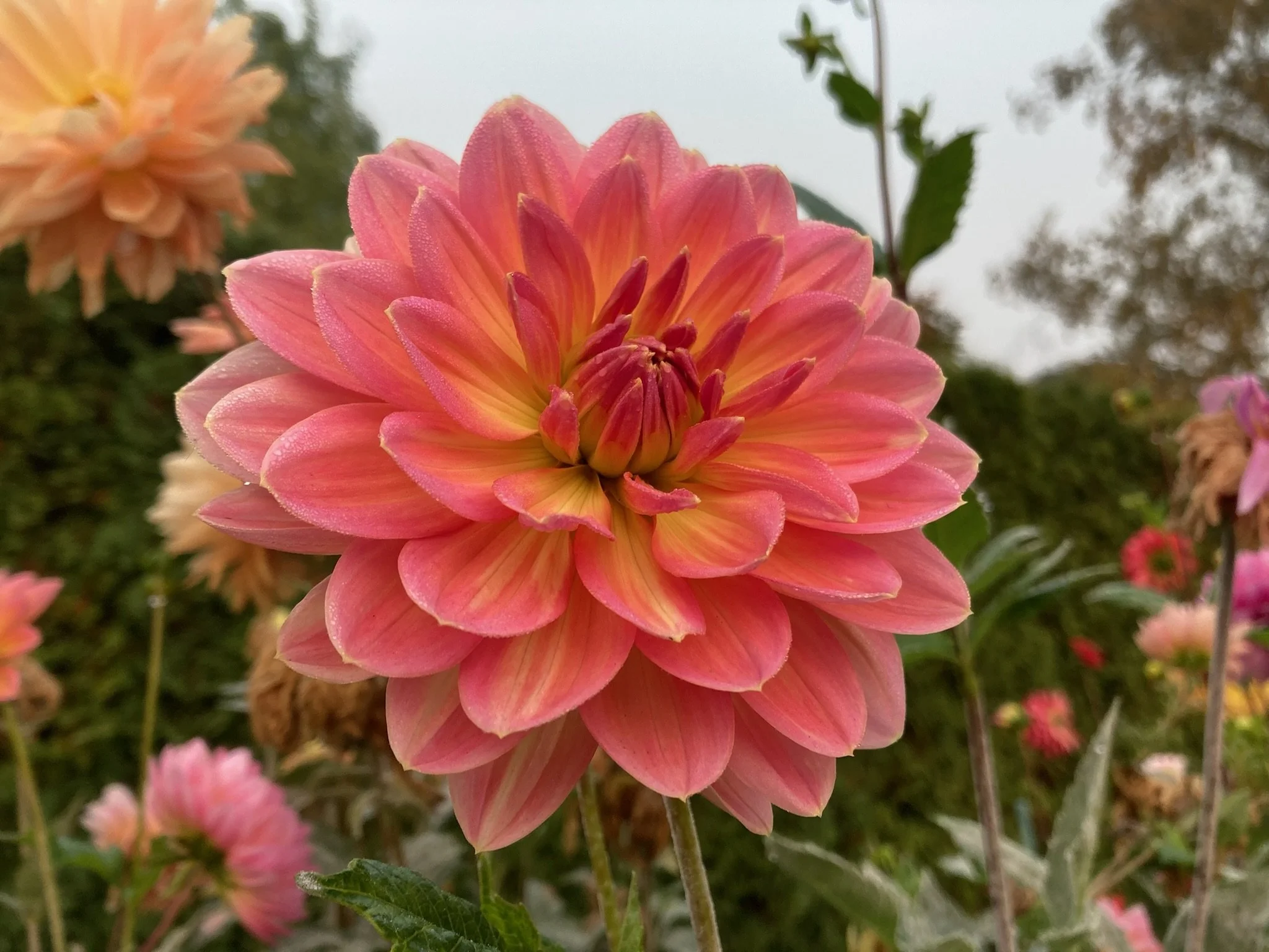 FAQs — Kale Lane Dahlias