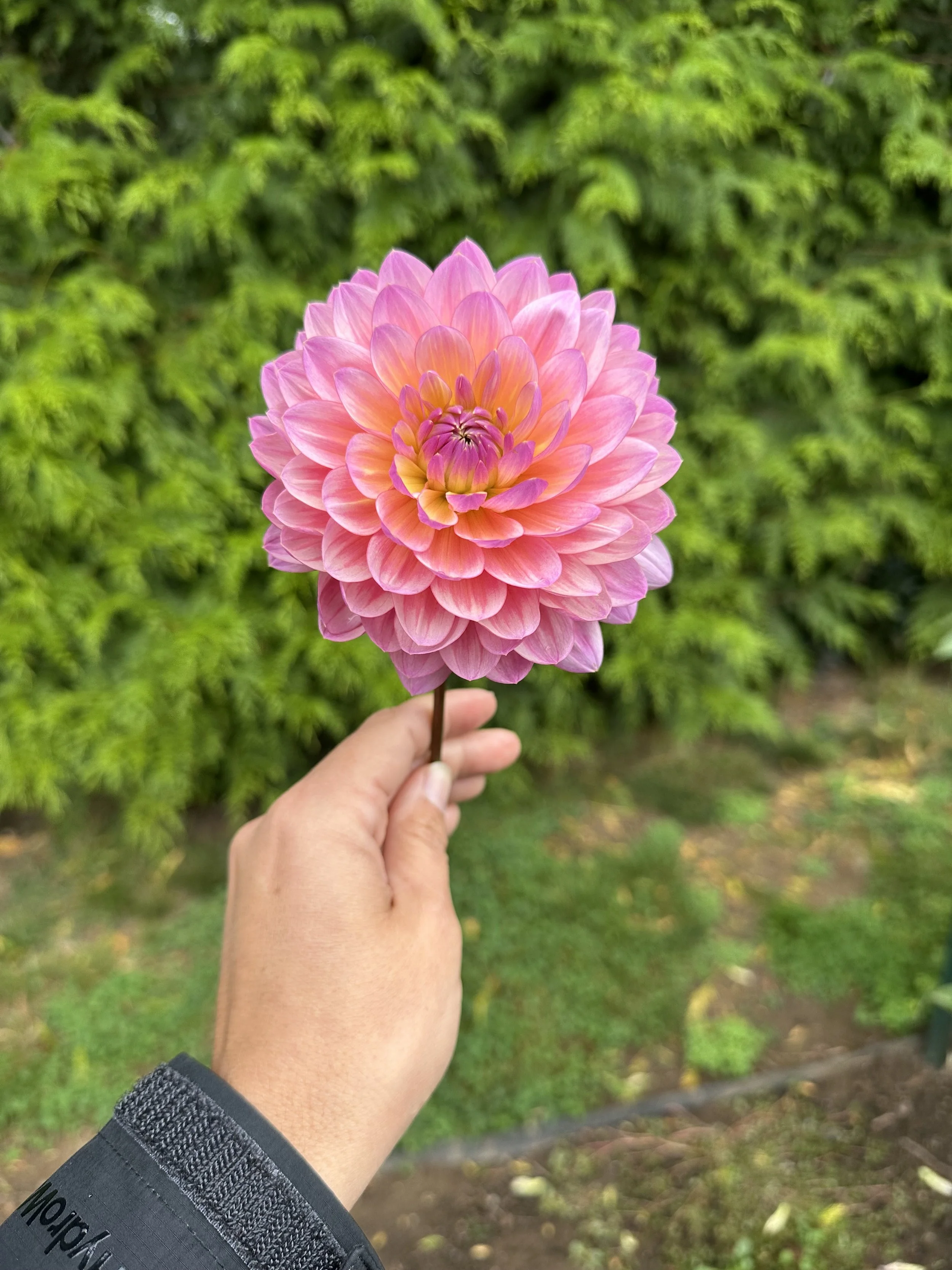 Molly's Carolyn 3.jpeg