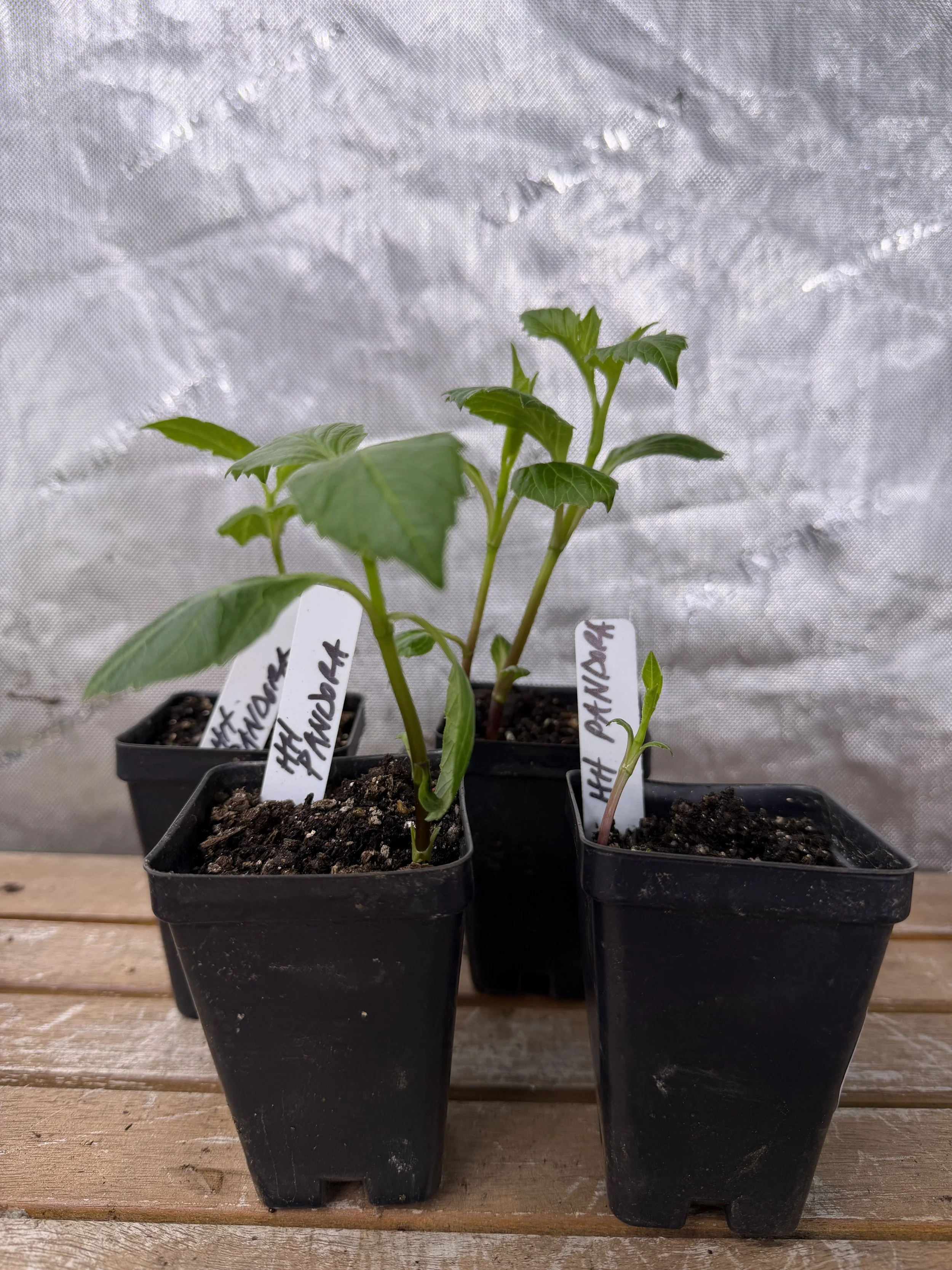 Hollyhill Pandora Two Pack Potted Runt Tubers