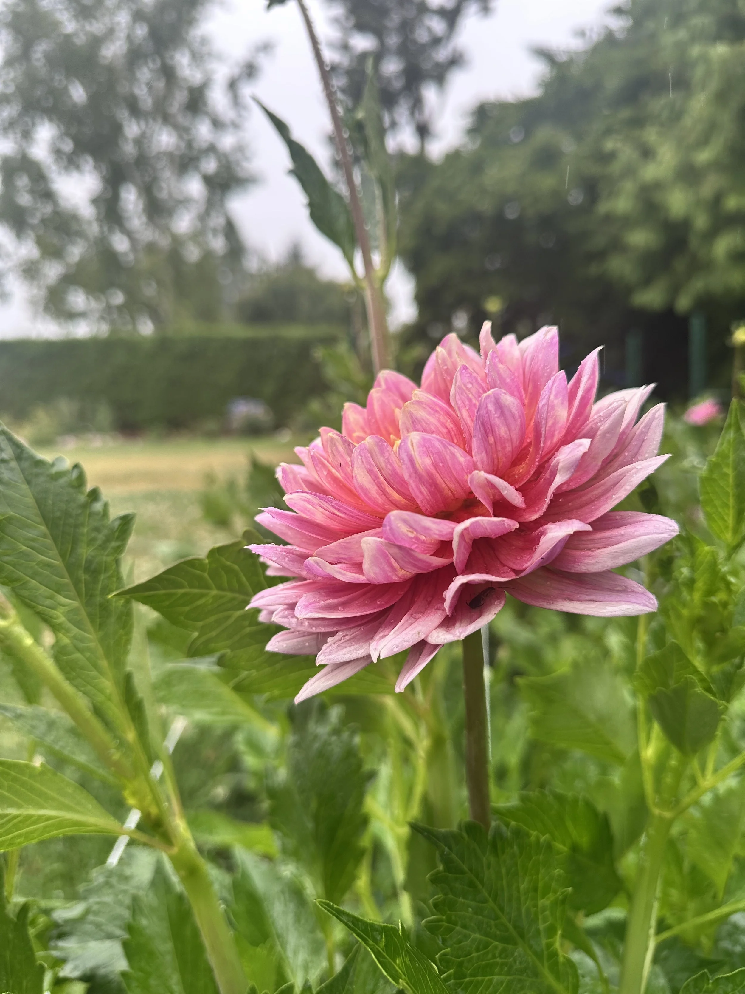 Molly's Carolyn 2.jpeg