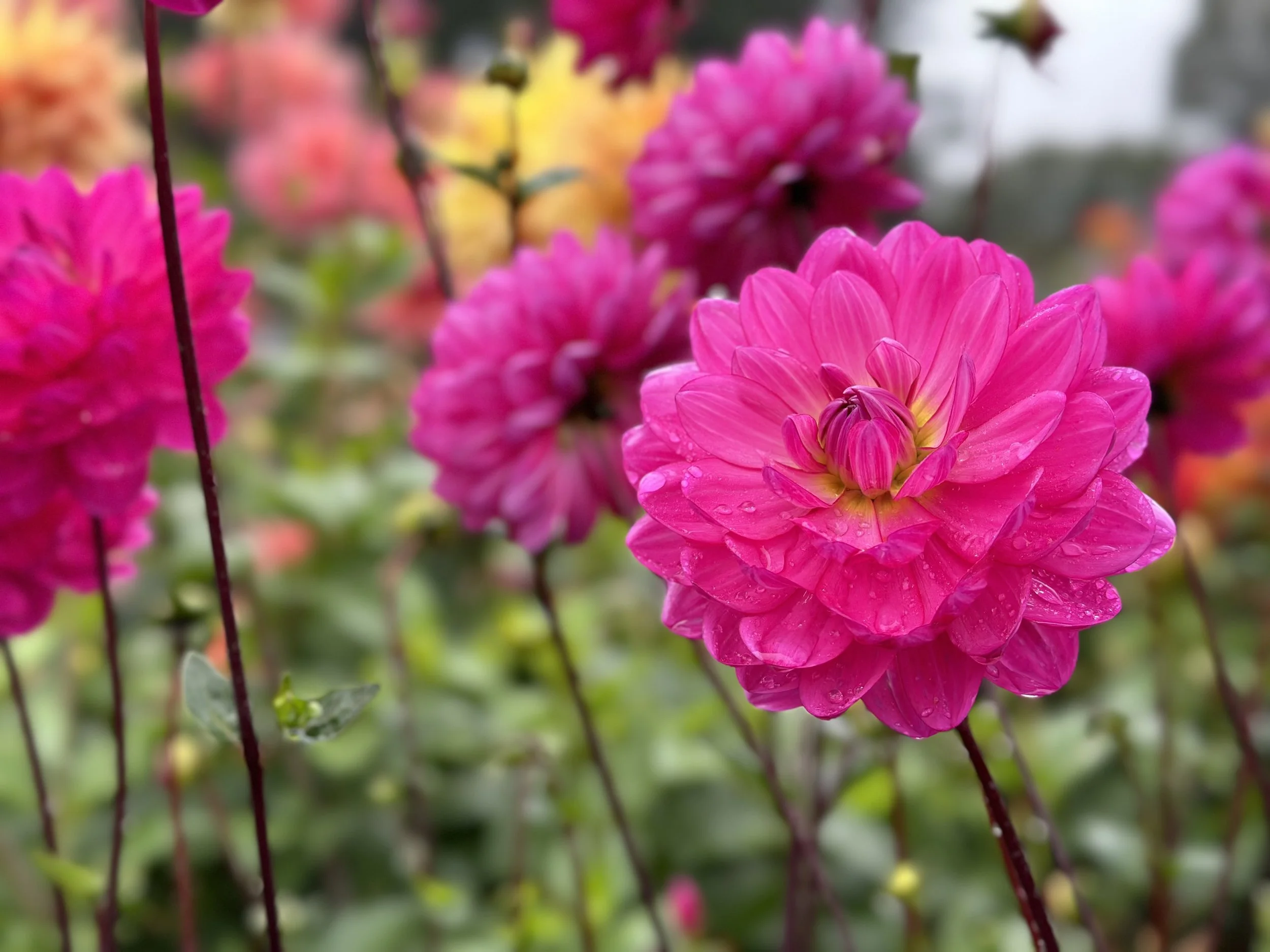 Additional Food Bank Donations $5