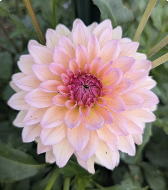 Screenshot 2026-03-17 at 11.46.34 AM.png