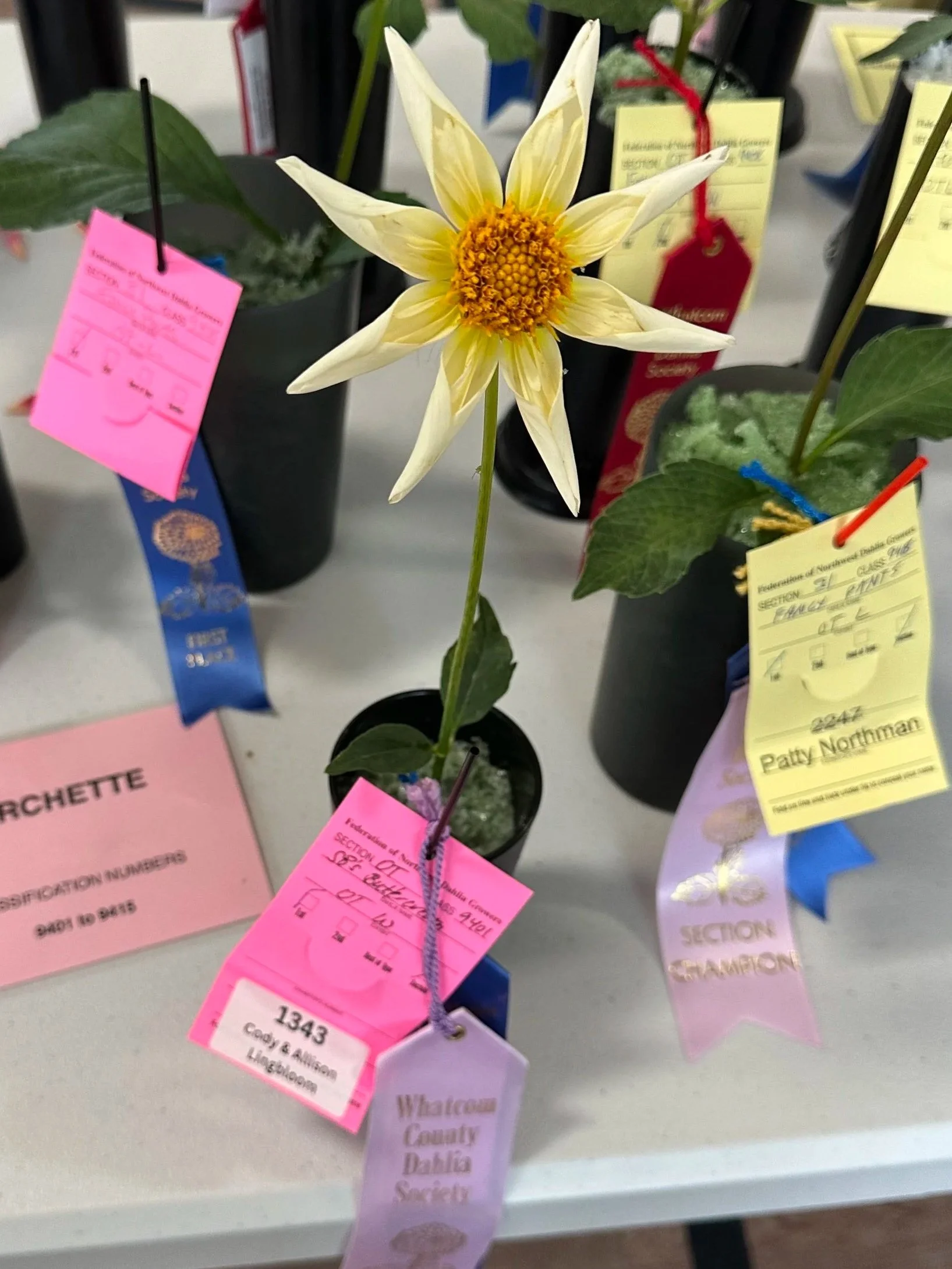 Seed - Orchette SB's Buttercream