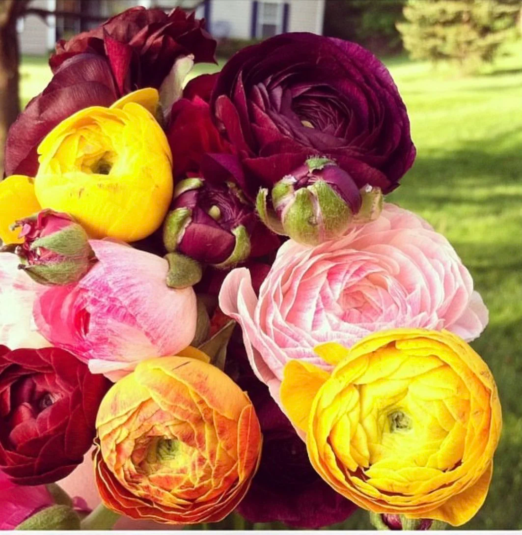 Akron Ohio Ranunculus Flowers