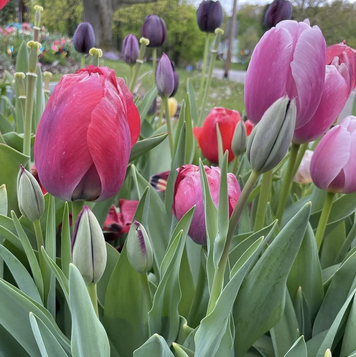 Akron Ohio Tulips