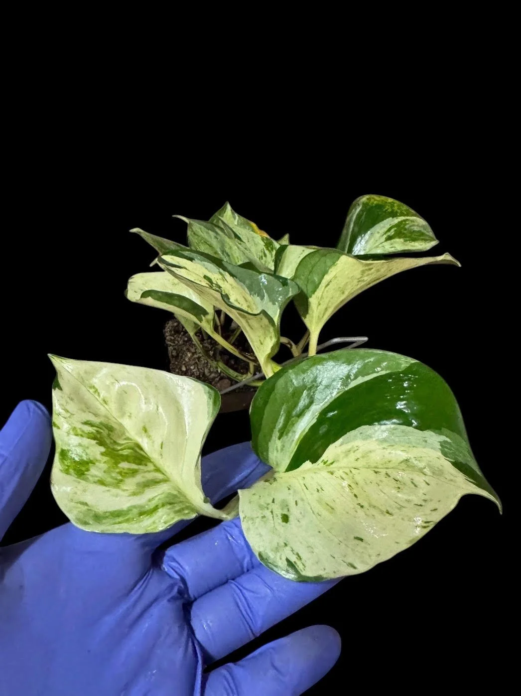 Manjula Pothos – Single Node Cutting