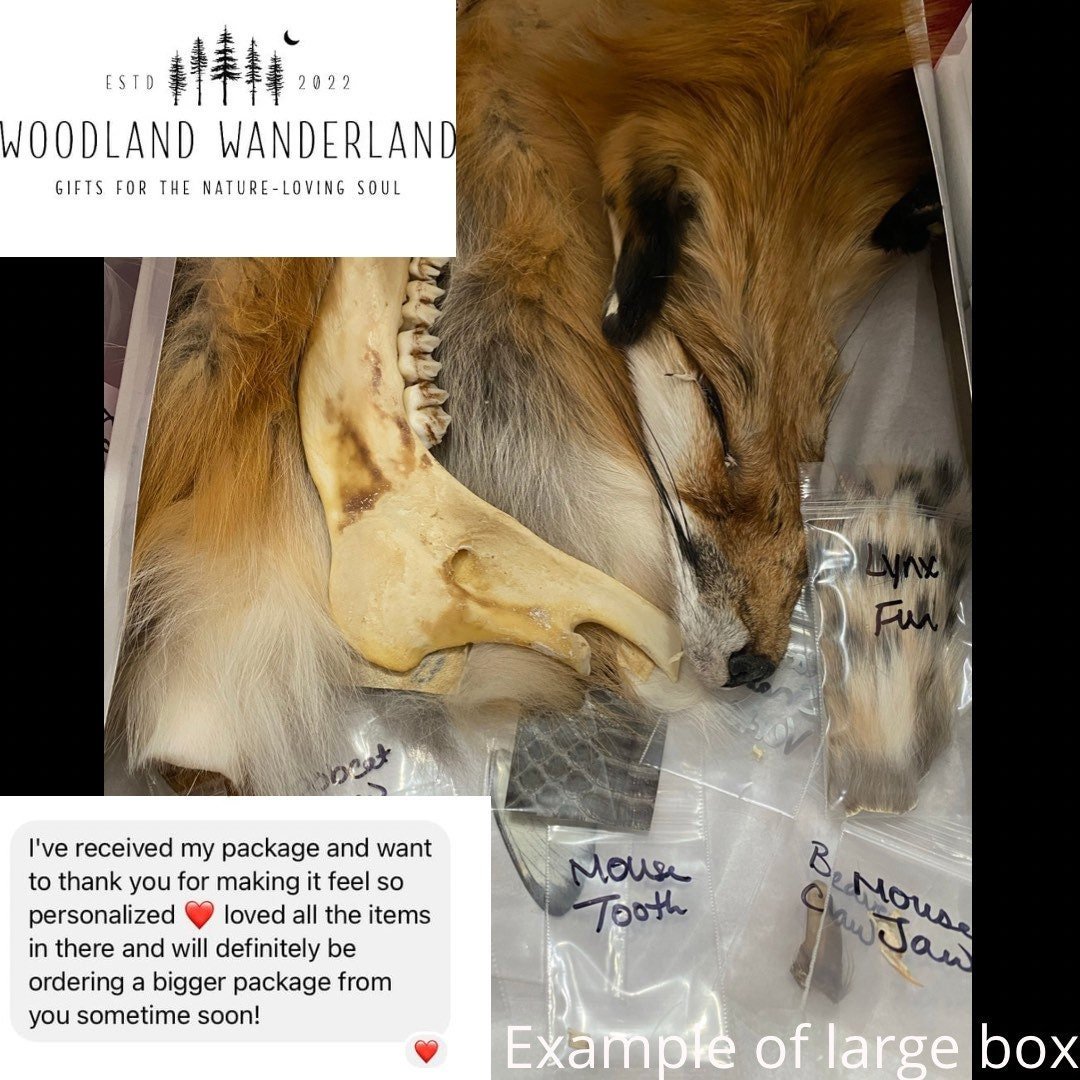 https://i.etsystatic.com/34872335/r/il/2645c8/3951333101/il_fullxfull.3951333101_h572.jpg