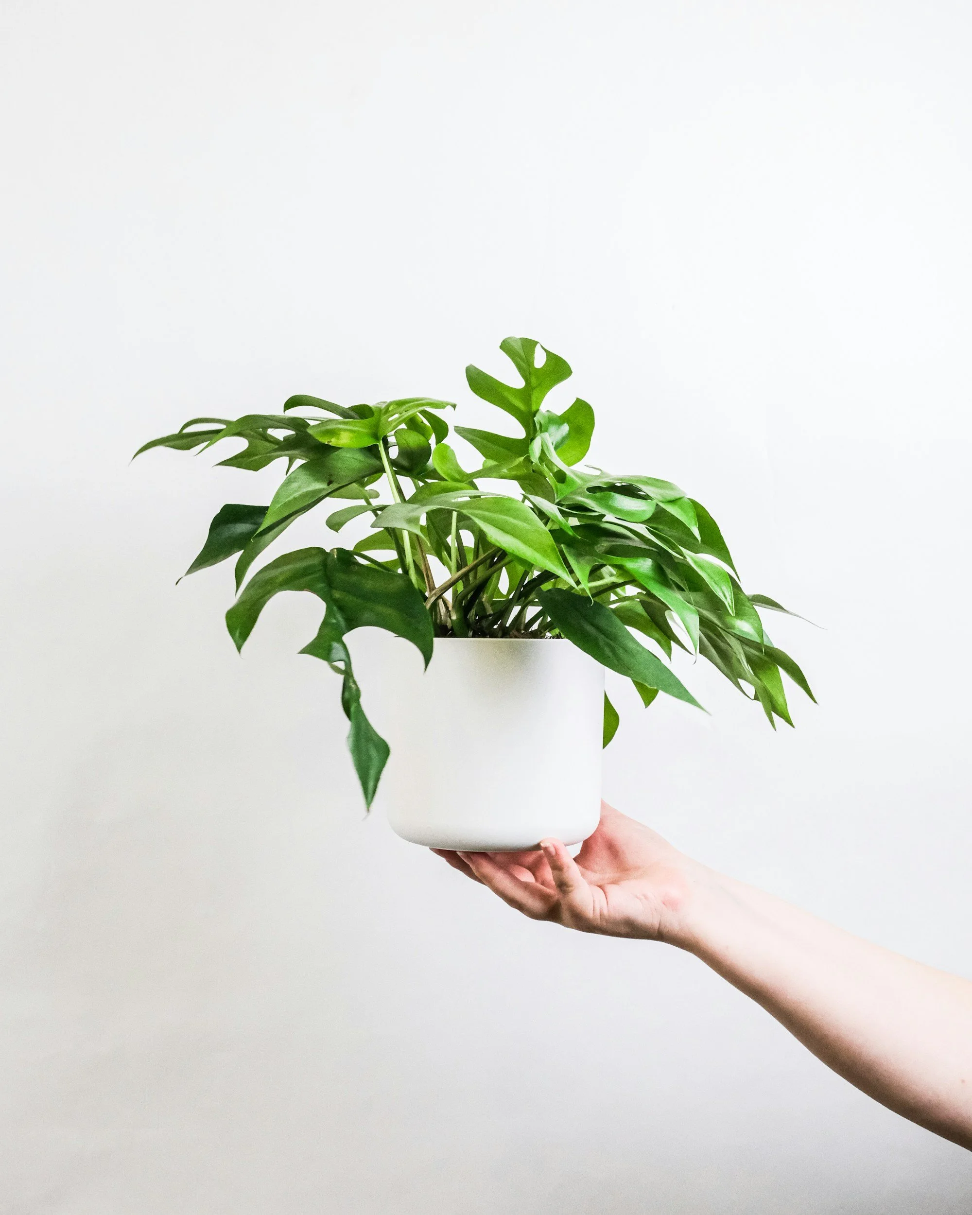 Person holding a white pot with a green leafy plant against a plain gray background.