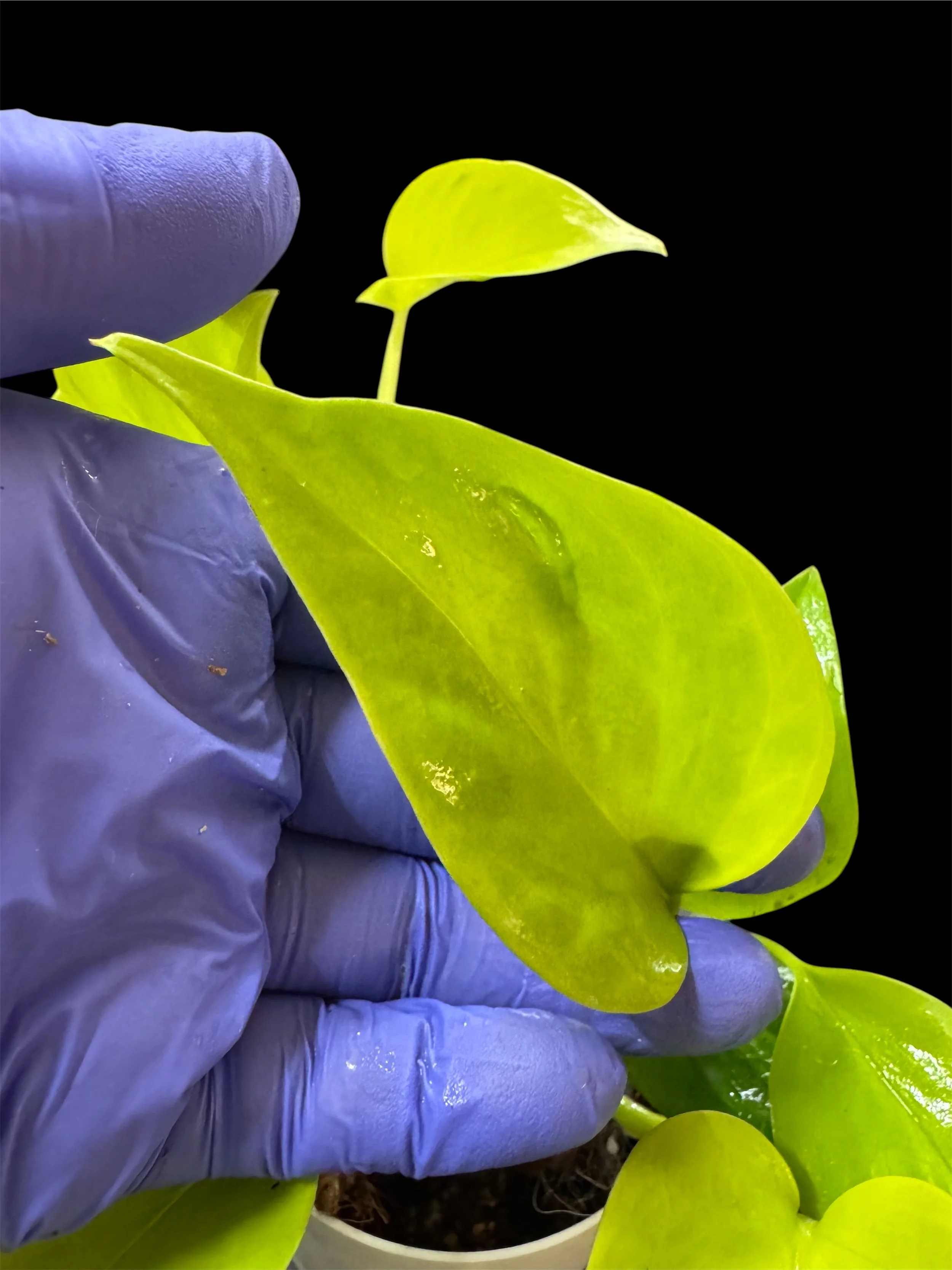 Champse Elysee Teruno Pothos