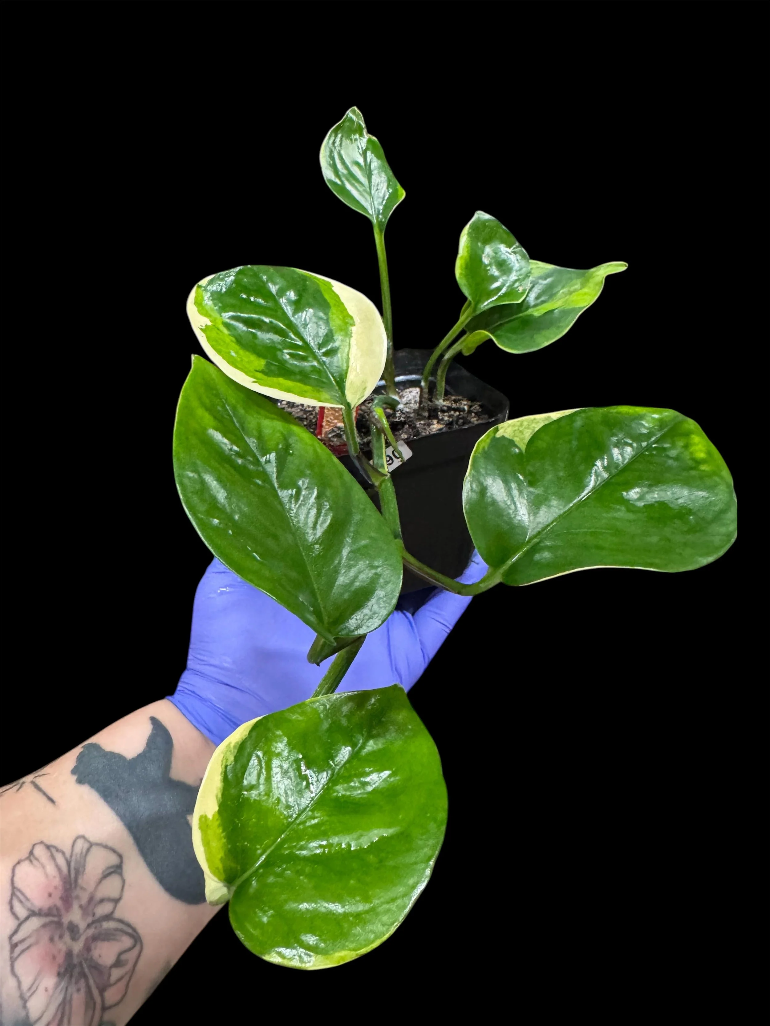 Teruno Poonsin Pothos – Node Cutting (Epipremnum aureum)
