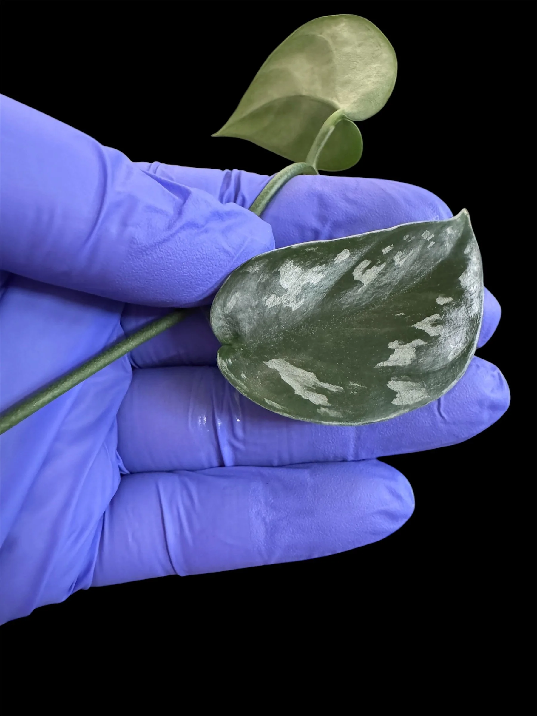 Scindapsus Dark Argy – Single Node Cutting