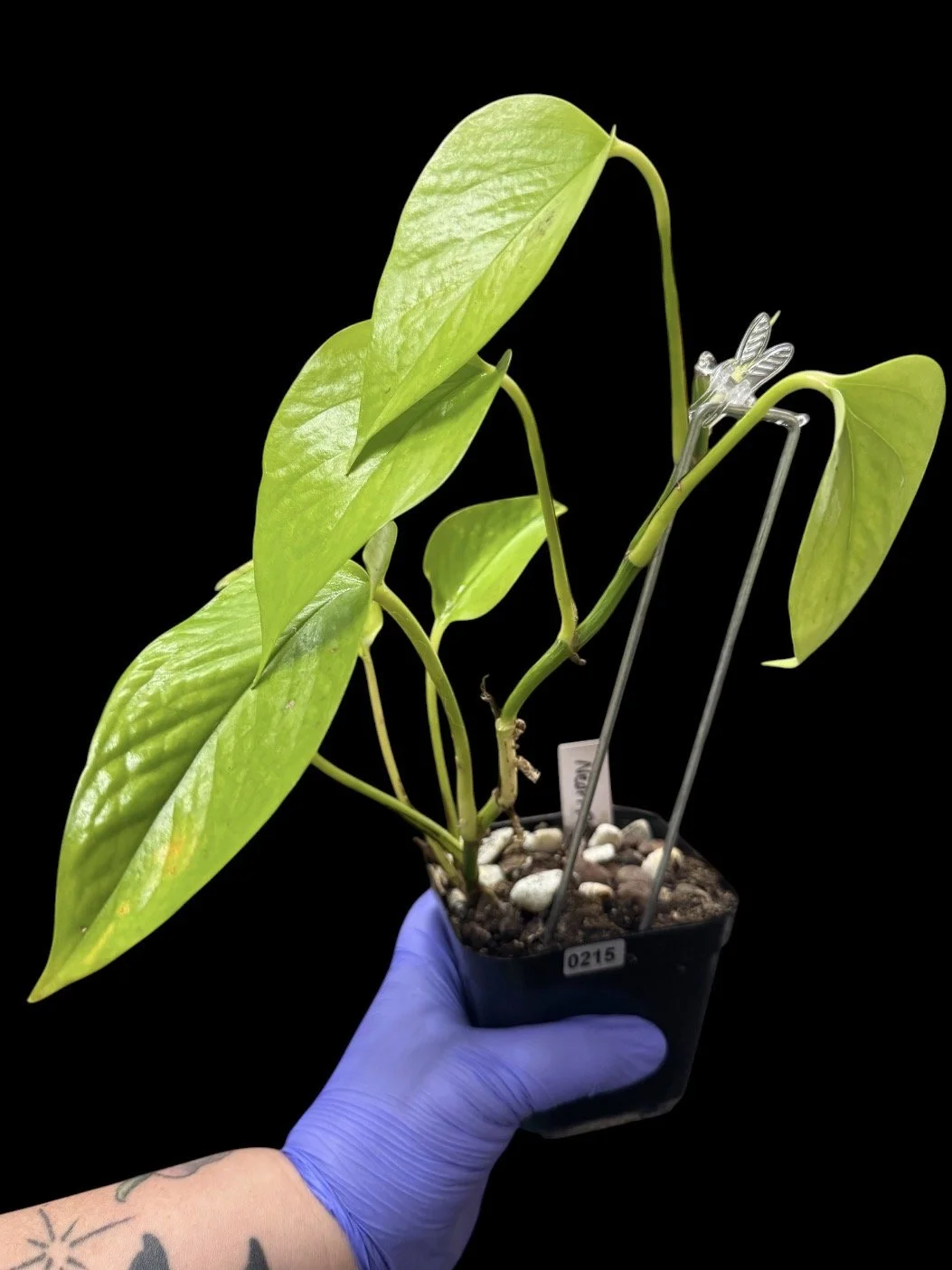 Neon Pothos – Single Node Cutting