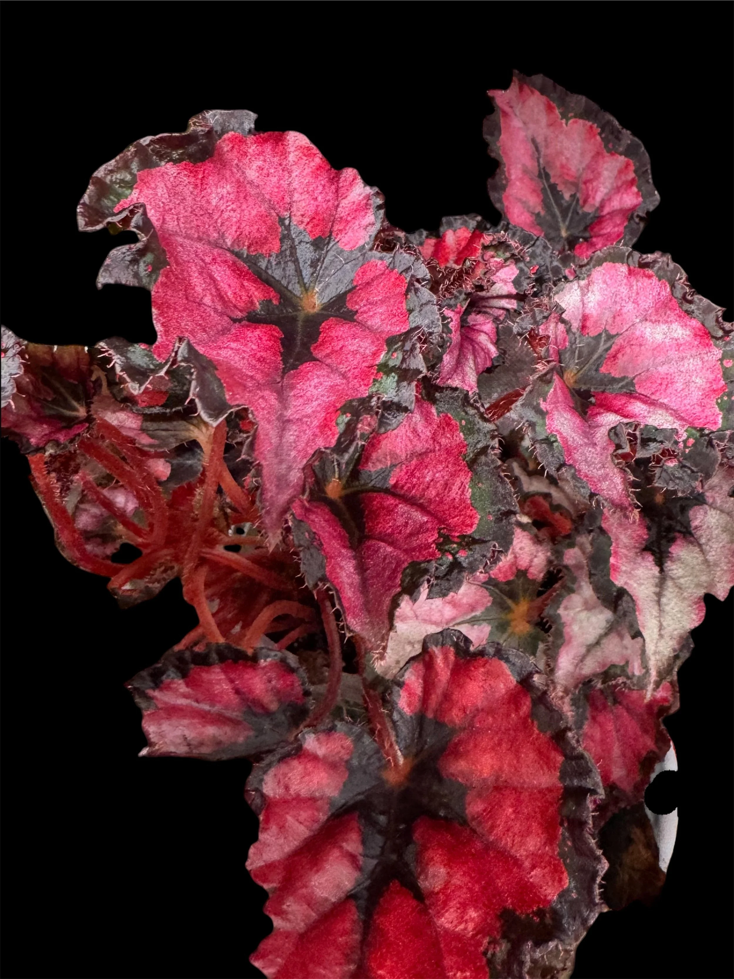 Begonia Harmony's Red Robin – Unrooted Node Leaf