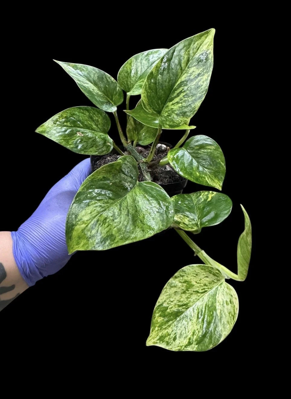 Marble Prince Pothos – Single Node Cutting