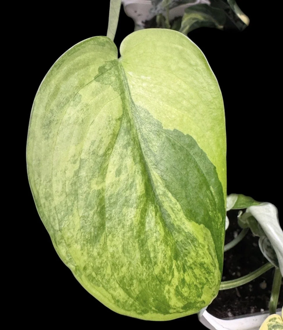 Scindapsus Jade Satin Variegated – Single Node Cutting