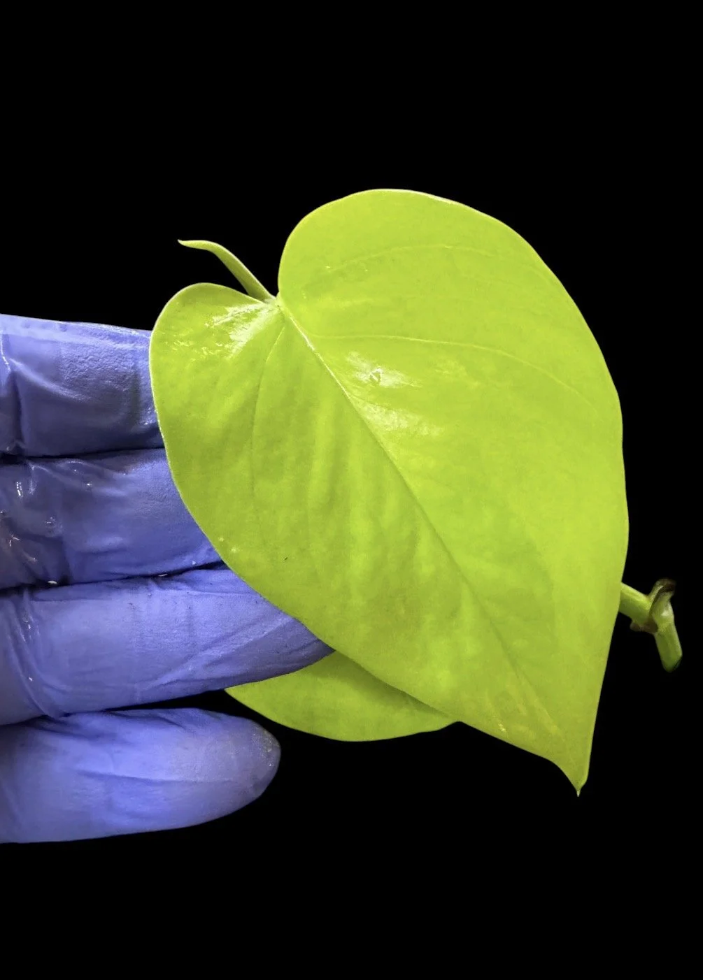 Teruno Wakakuka Pothos – Single Node Cutting