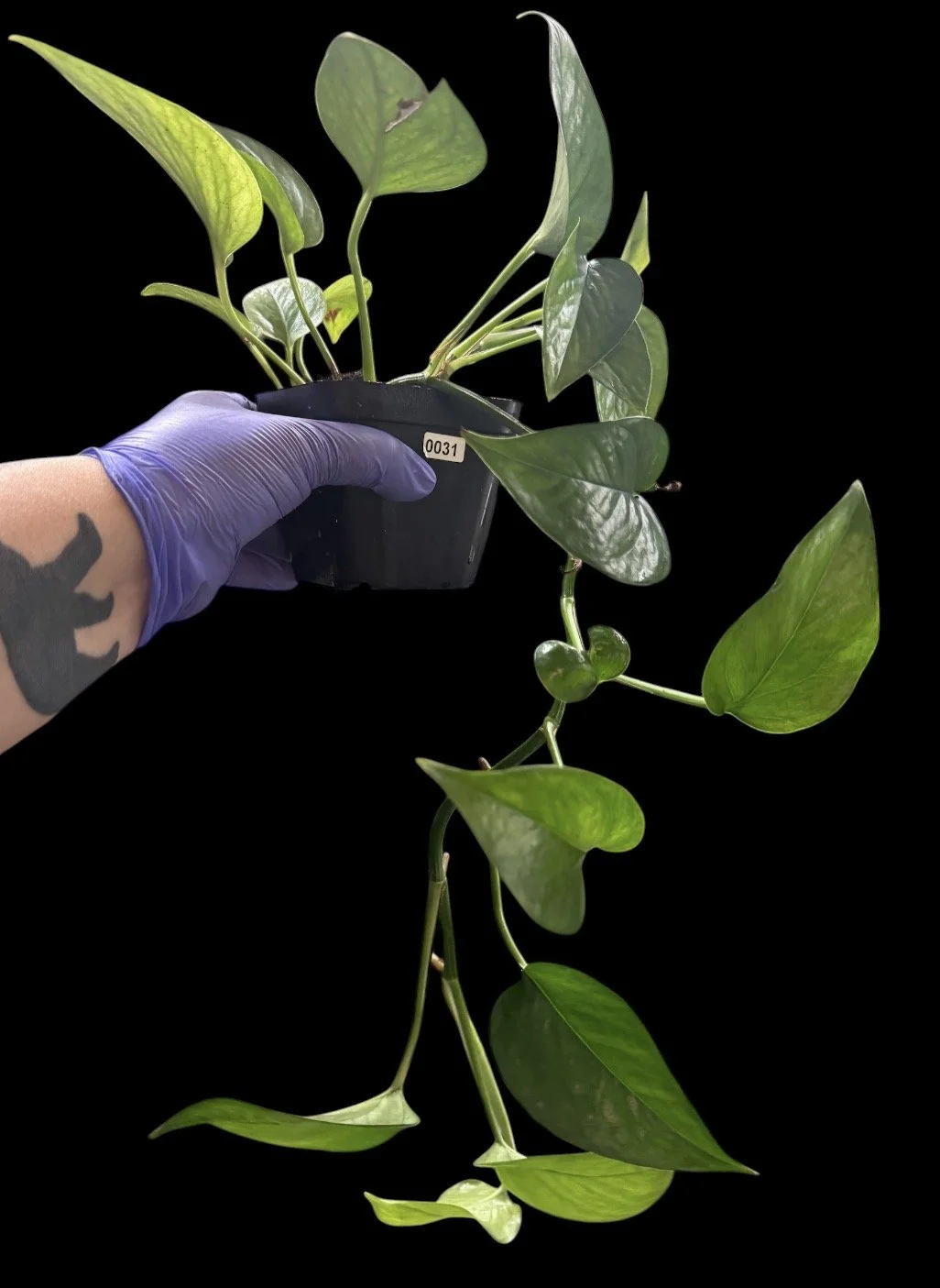 Teruno  Amazon Pothos