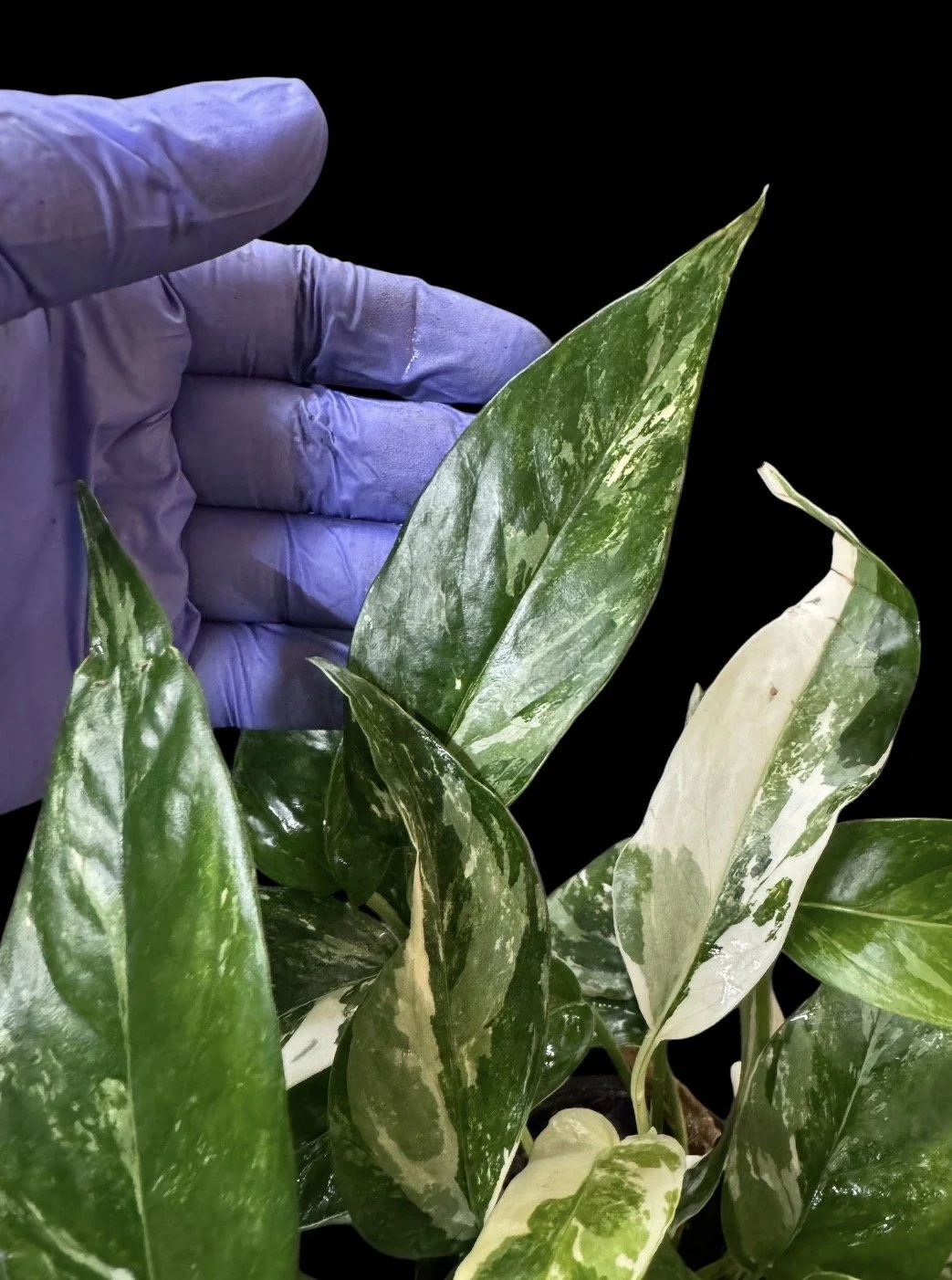 Epi Albo  Pothos – Single Node Cutting