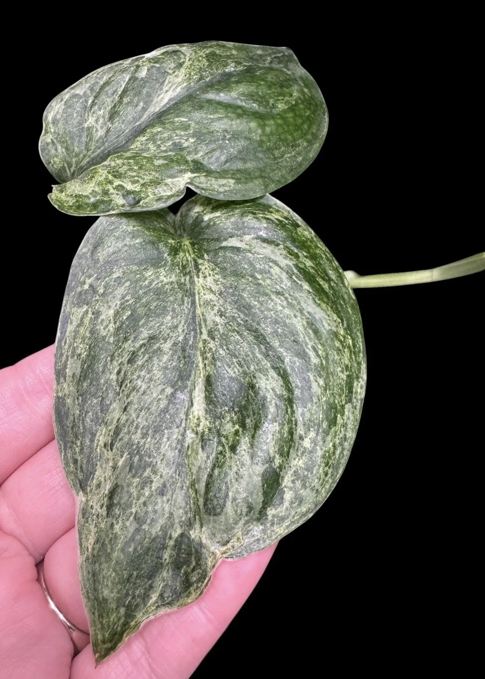 Scindapsus Mint Treubii – Single Node Cutting