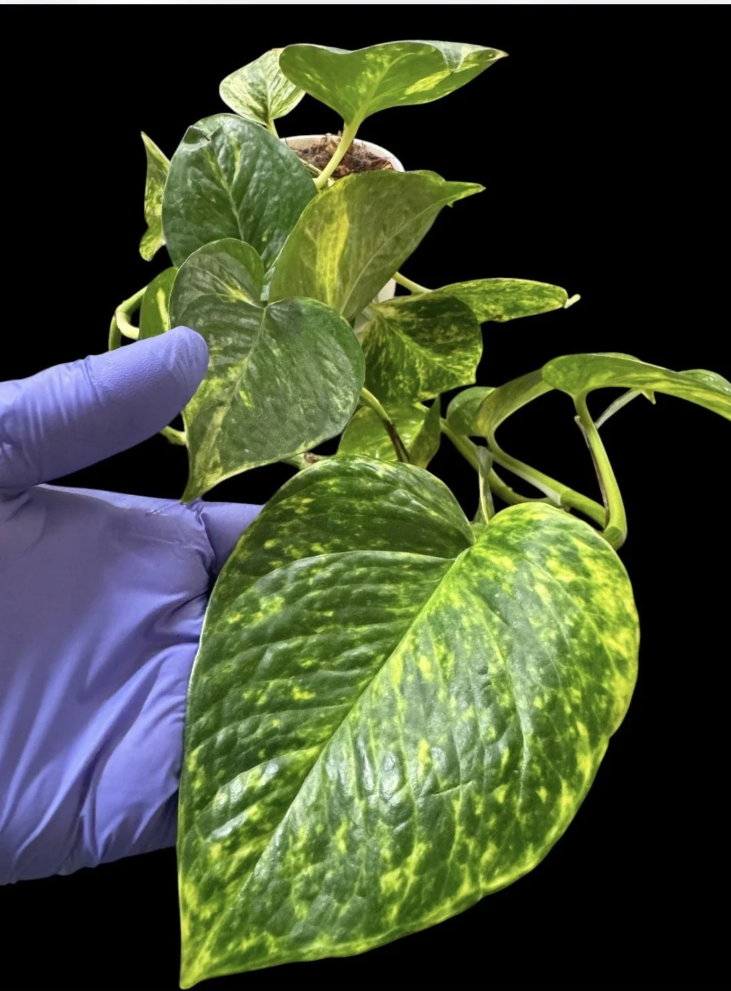 Global Green Pothos – Single Node Cutting