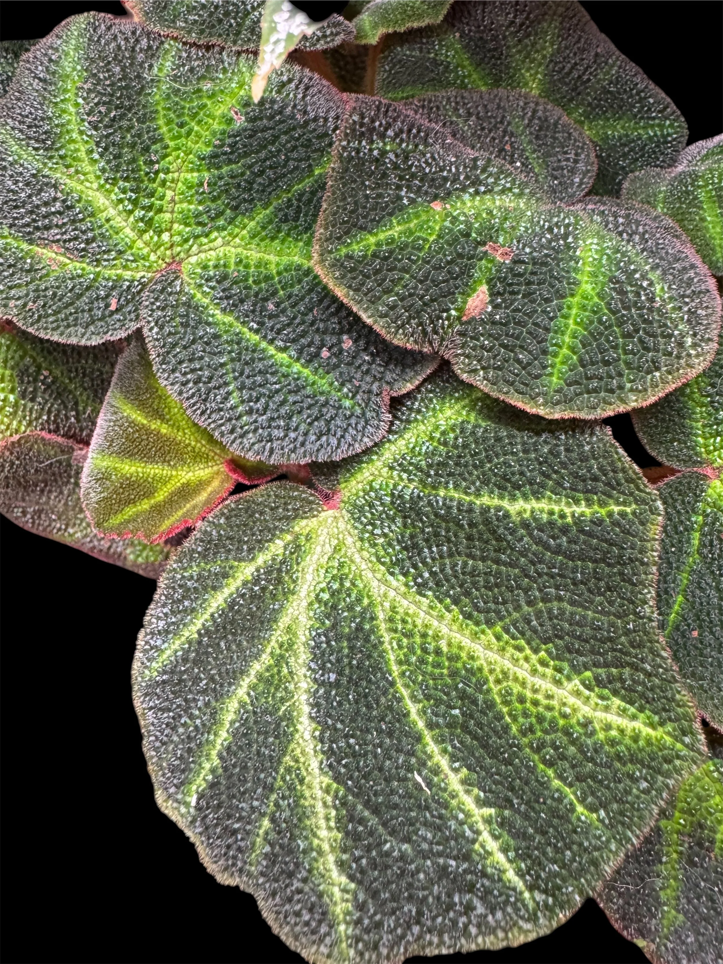 Begonia Amphioxus – Unrooted Node Leaf