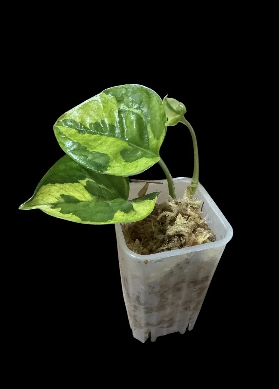 Small Lizard Queen Pothos – Rooted Plant