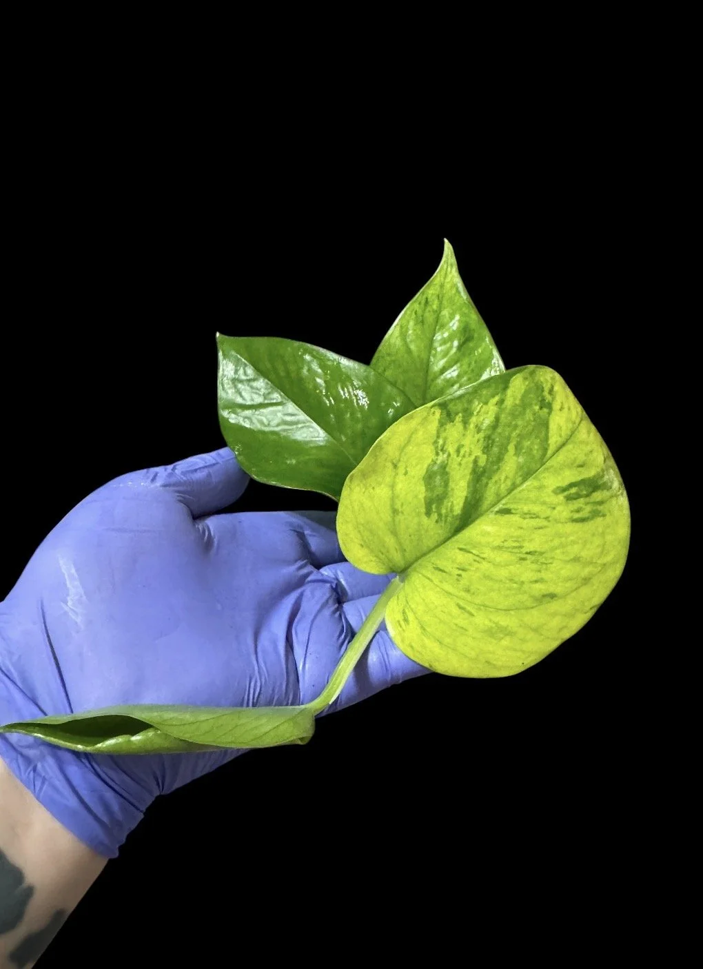 Lizard Queen Pothos – Single Node Cutting