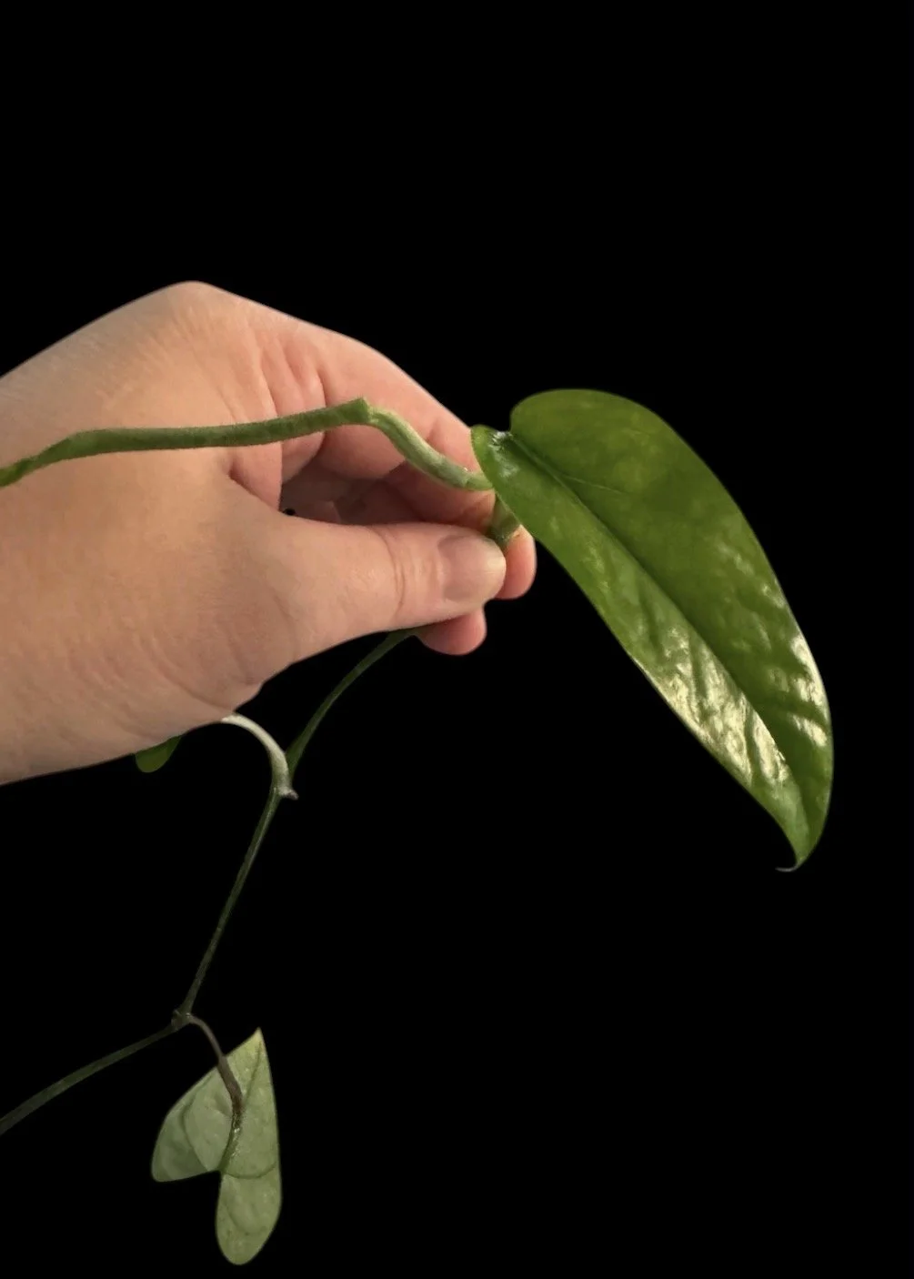 Cebu Mint Pothos – Single Node Cutting