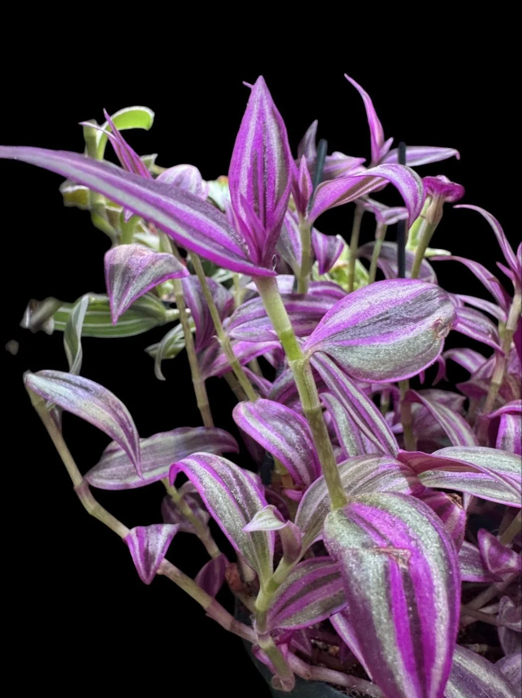 Pink Paradise Tradescantia