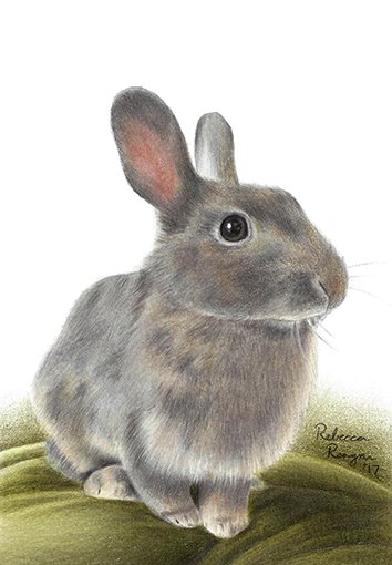 Rebecca_Reagan_Custom_Rabbit_Pet_Portrait_Colored_Pencil_Drawing_2017.jpg